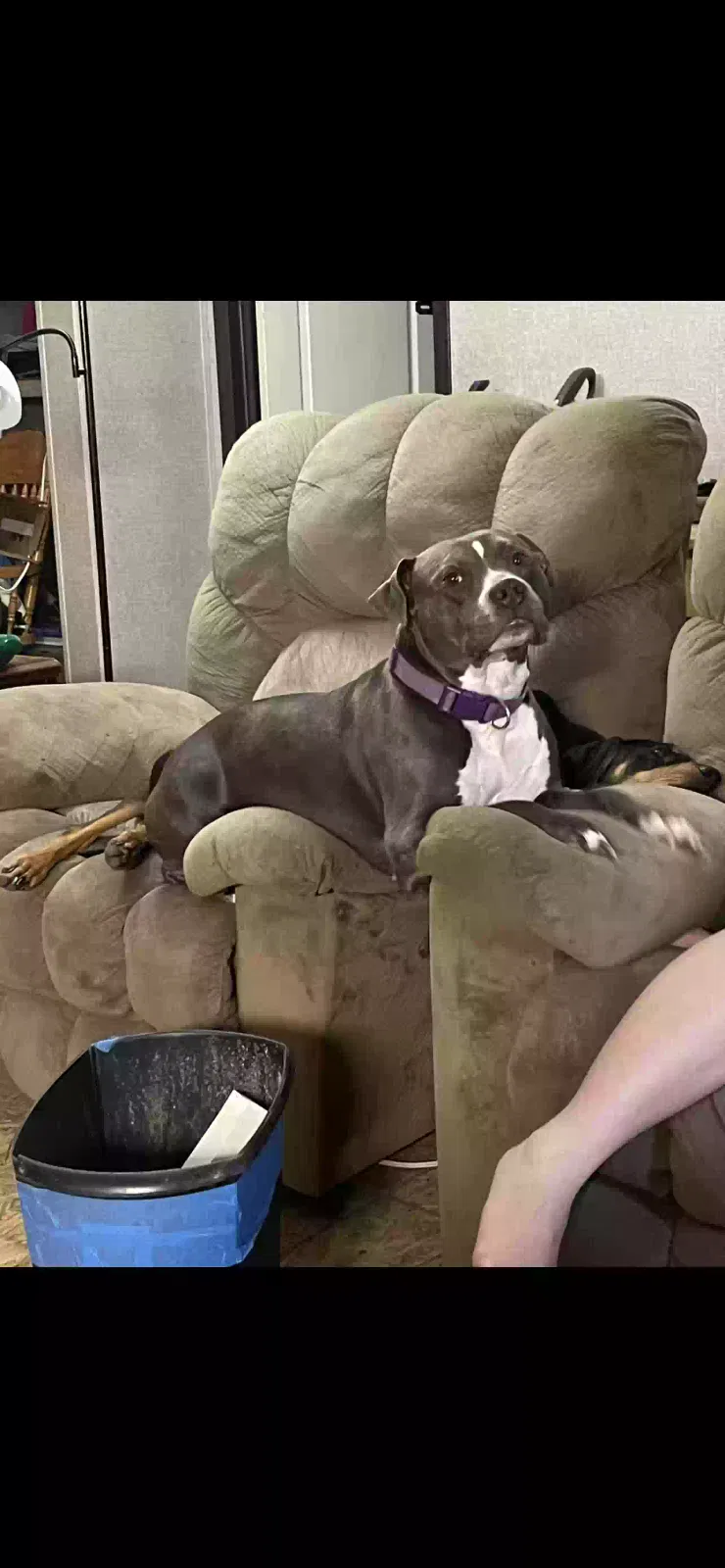 luna, pitbull terrier Dog for adoption in Canton, TX, 75103