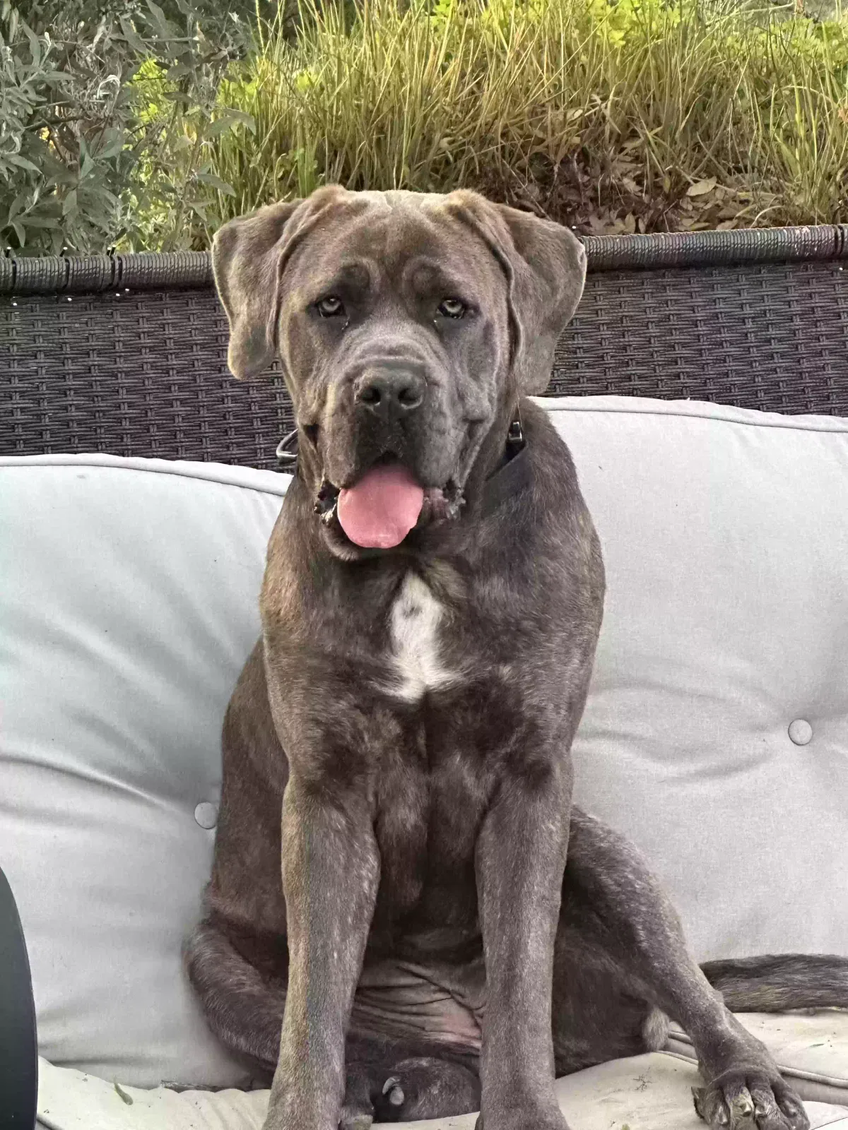 Astrid, Cane Corso Dog for adoption in Fallbrook, CA, 92028