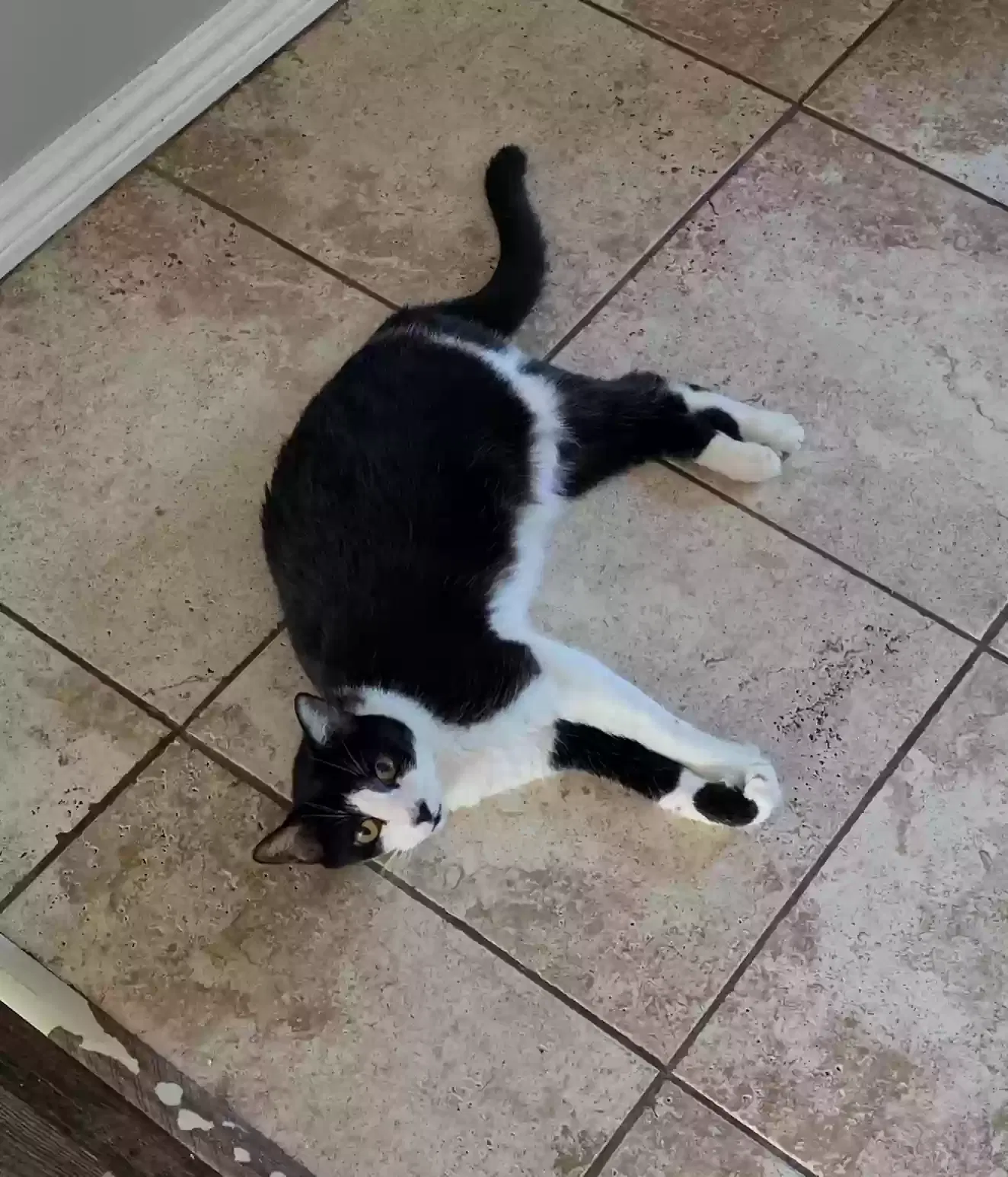 Mikki, Unknown Cat for adoption in Anaheim, CA, 92802