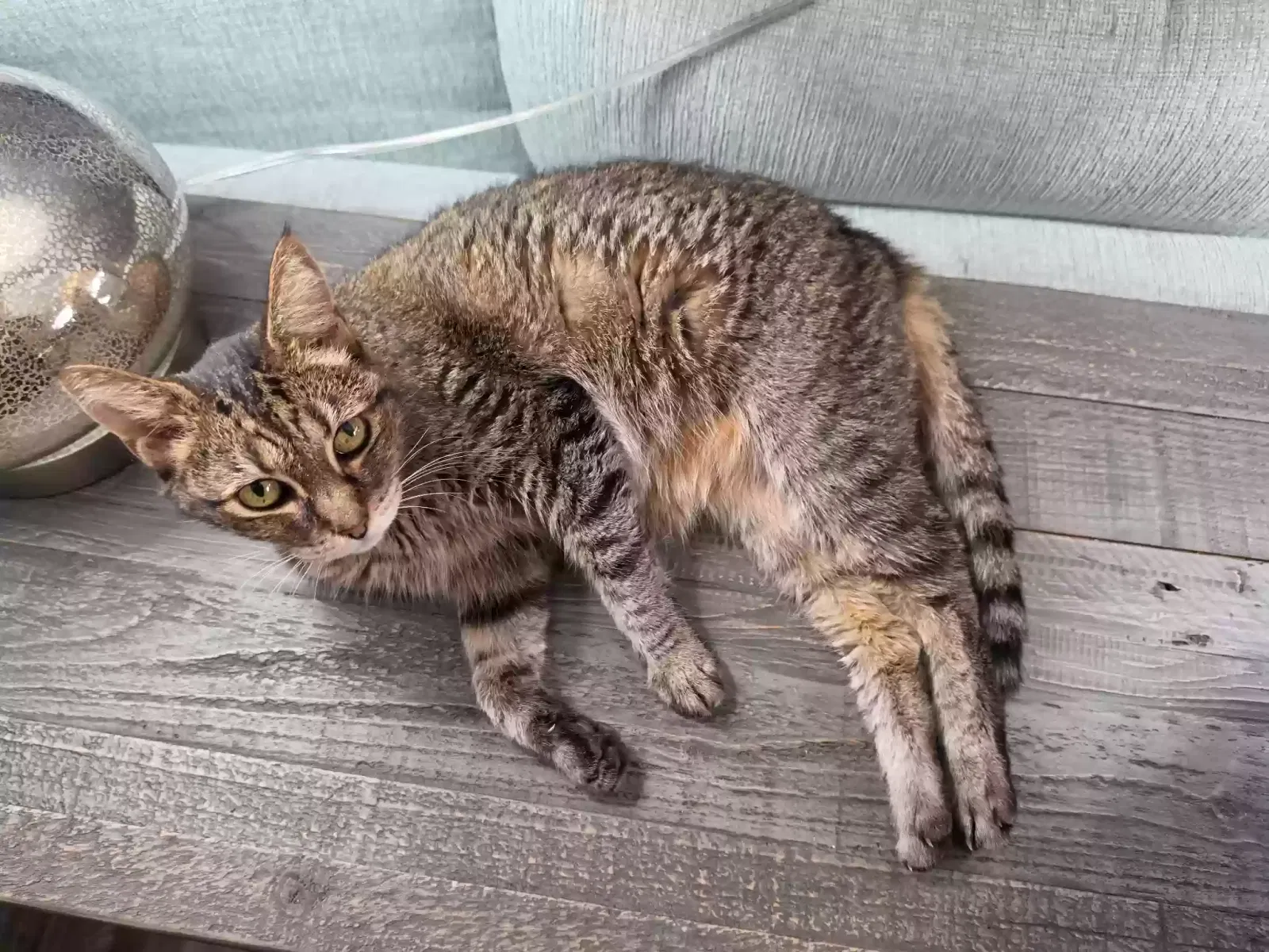 Molly, Unknown Cat for adoption in Anaheim, CA, 92802