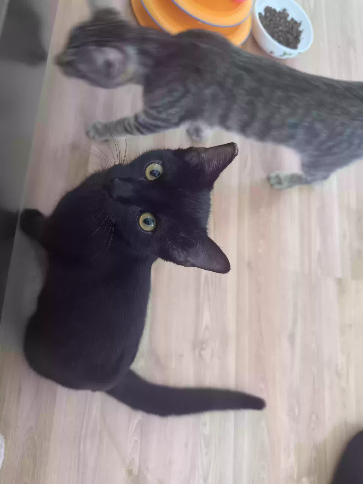 Kitten, Domestic Shorthair Cat for adoption in Cypress, CA, 90630
