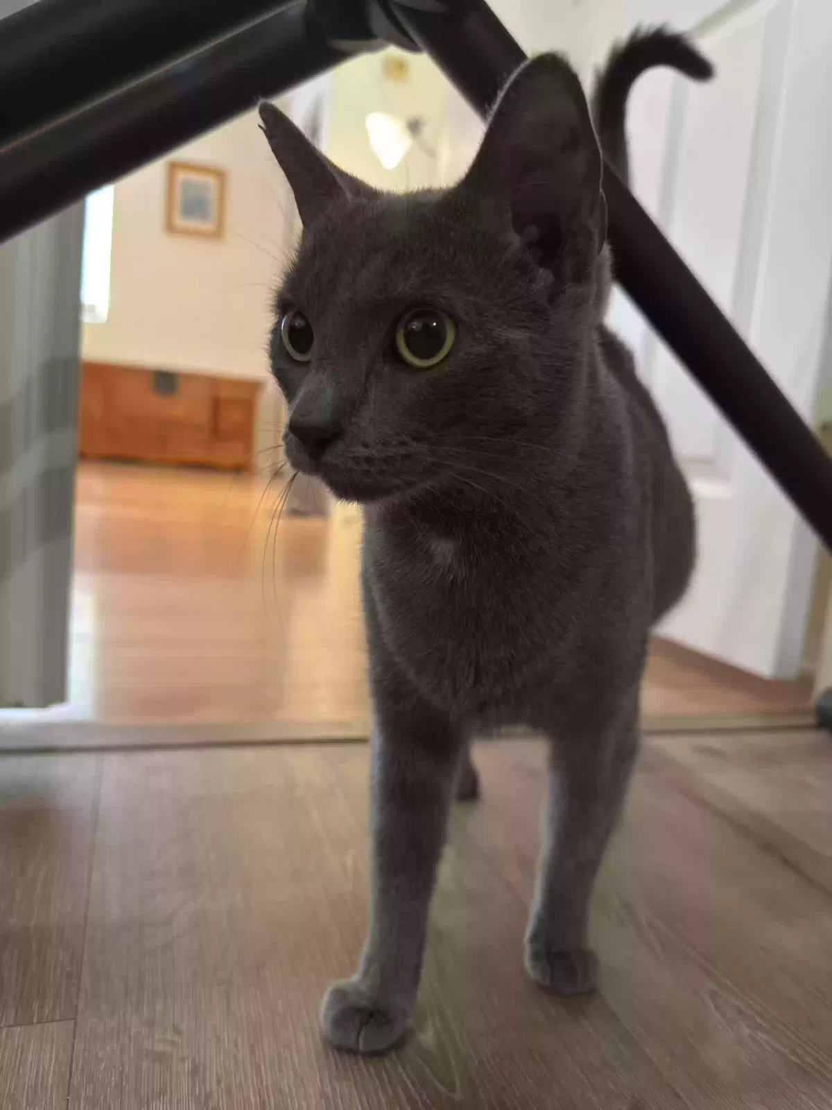 Luna, Domestic Shorthair Cat for adoption in Cypress, CA, 90630