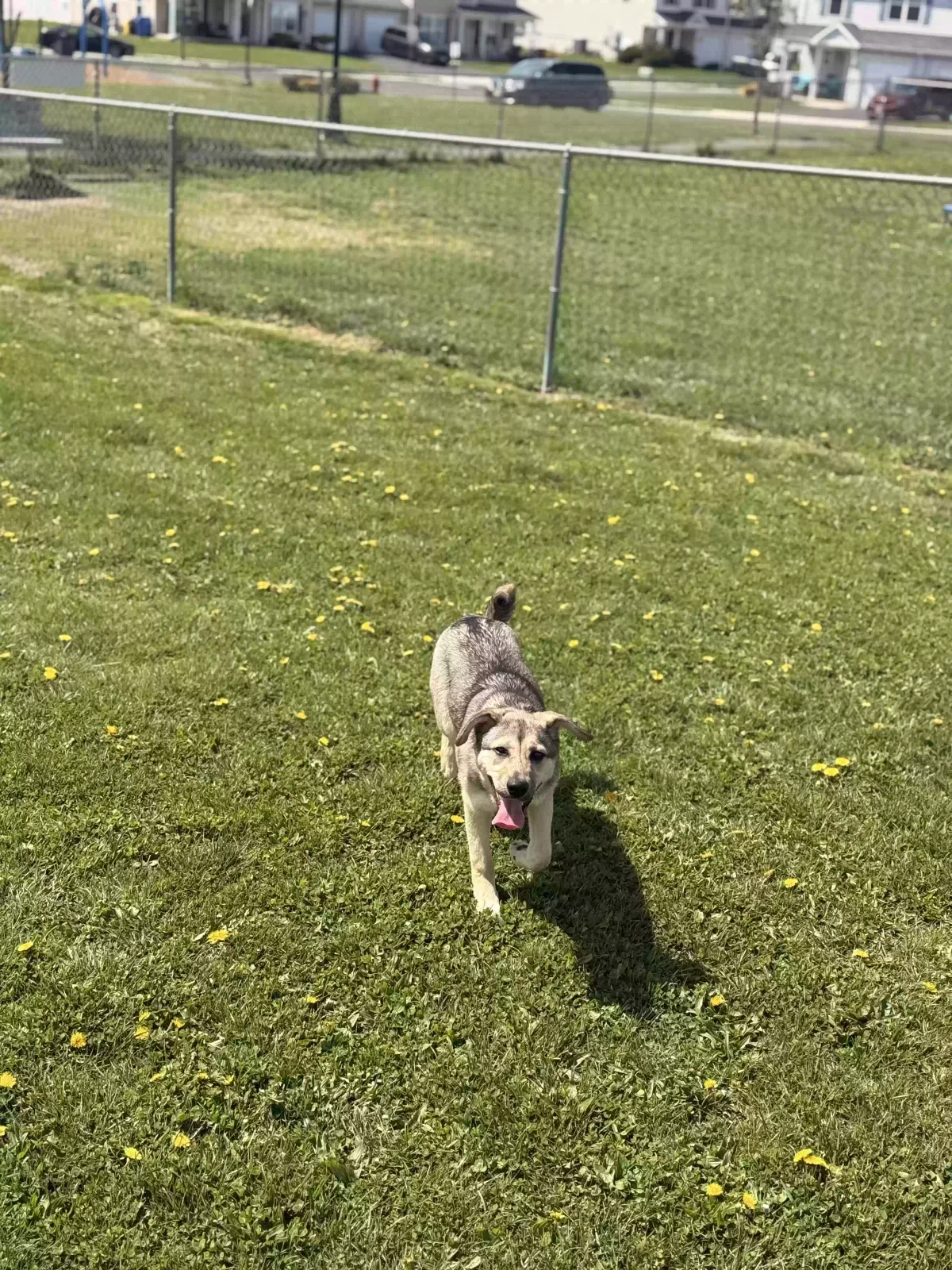 Dog, Unknown Dog for adoption in Trenton, NJ, 8641