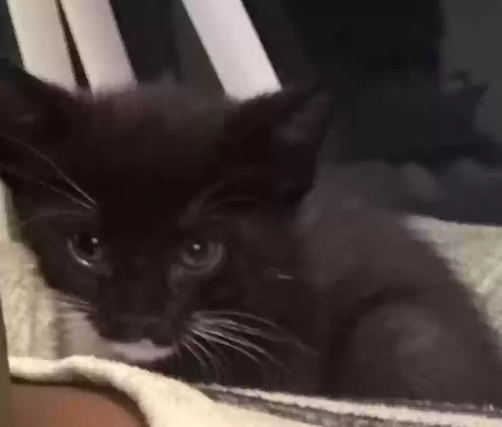 Bonnie, Unknown Cat for adoption in Chicago, IL, 60628