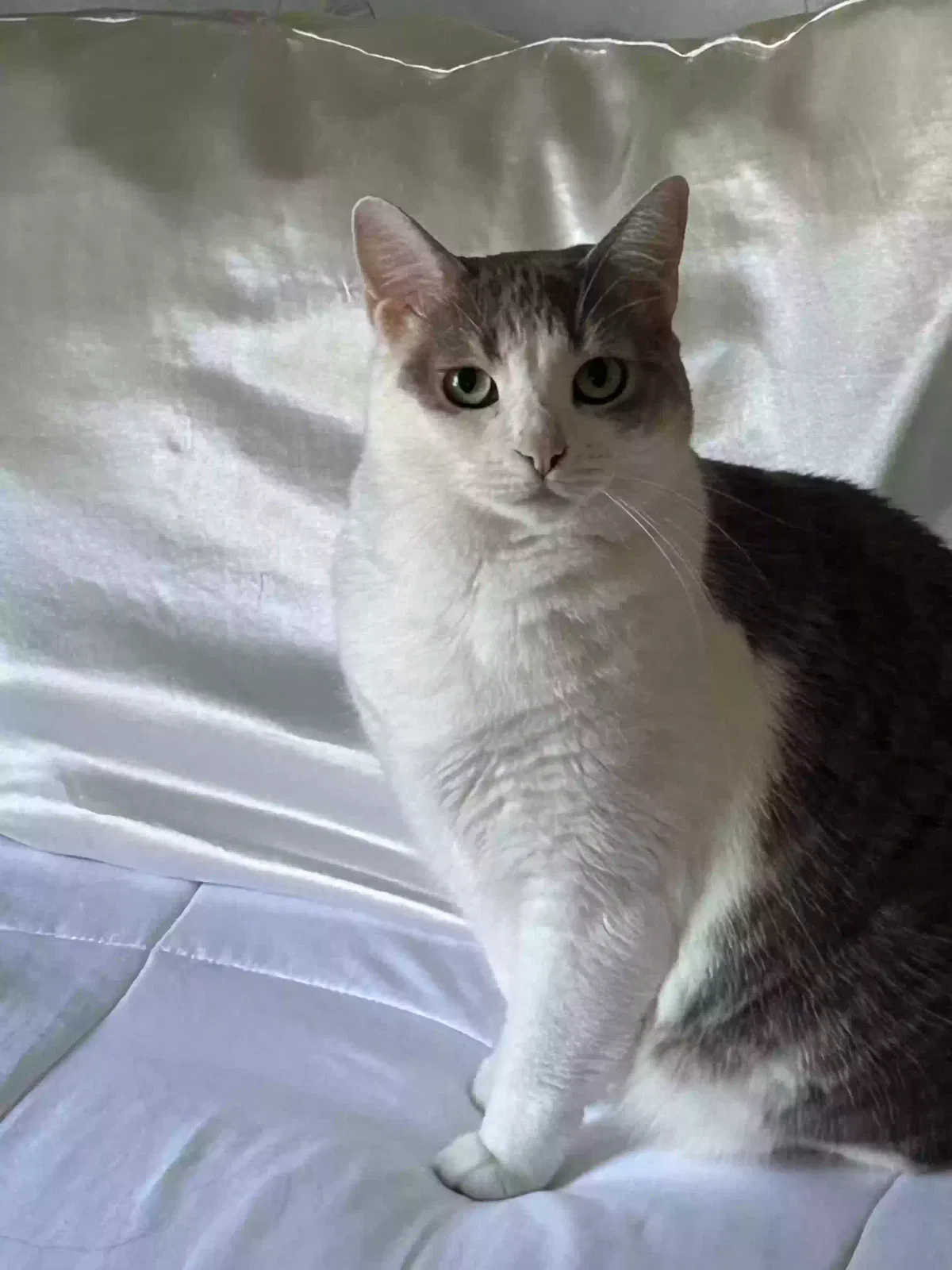 Michina, Unknown Cat for adoption in Roswell, GA, 30075