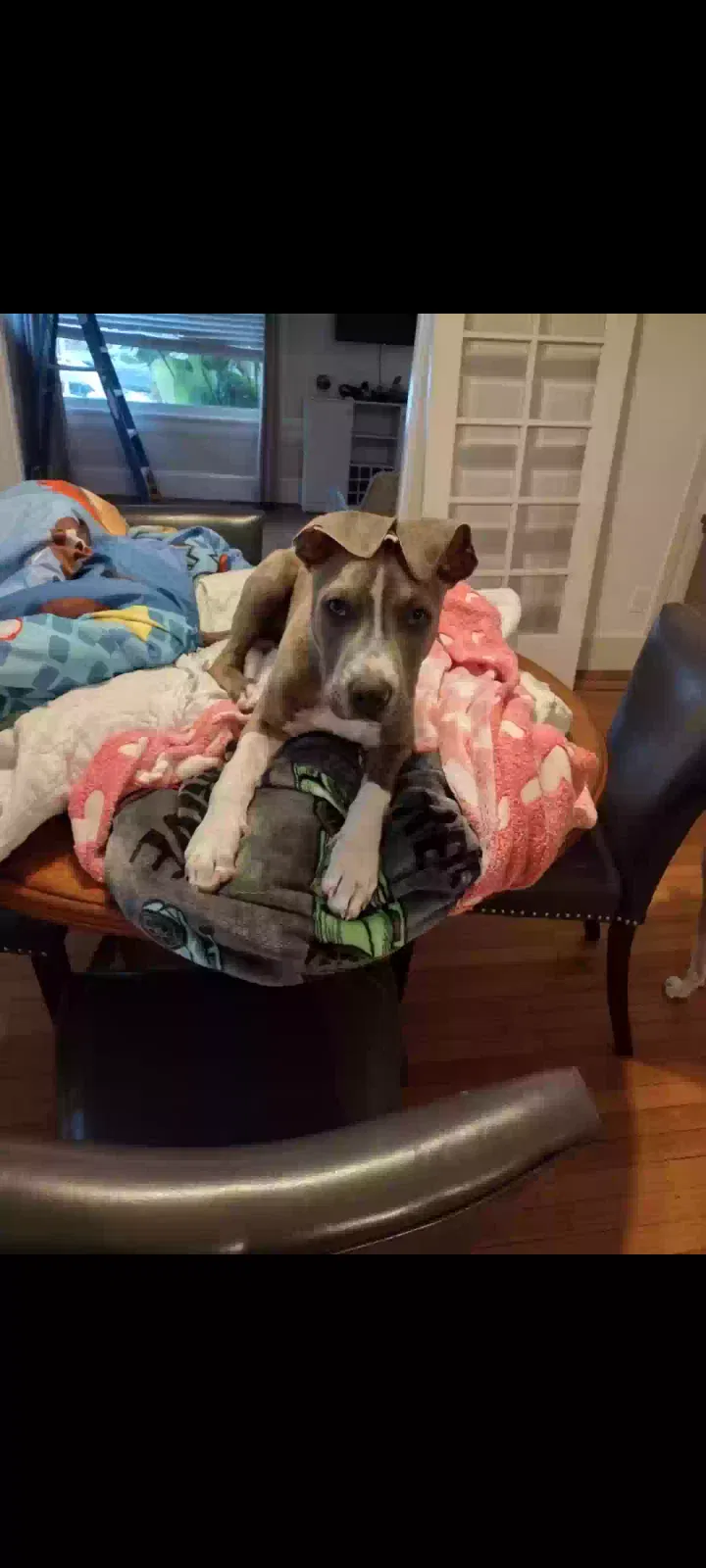 Dog, Unknown Dog for adoption in Vallejo, CA, 94590