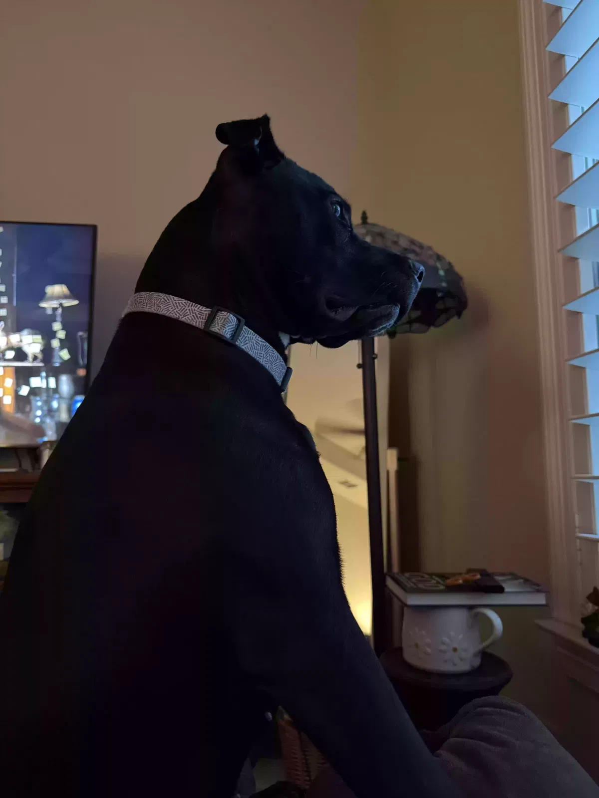 Dixie Lee, Pitbull Dog for adoption in Prosper, TX, 75078