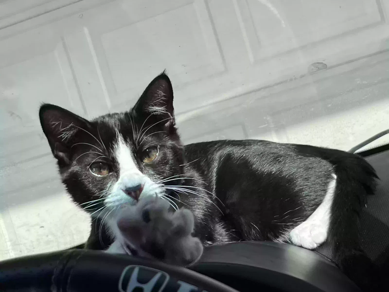 Luna, Unknown Cat for adoption in Shakopee, MN, 55379