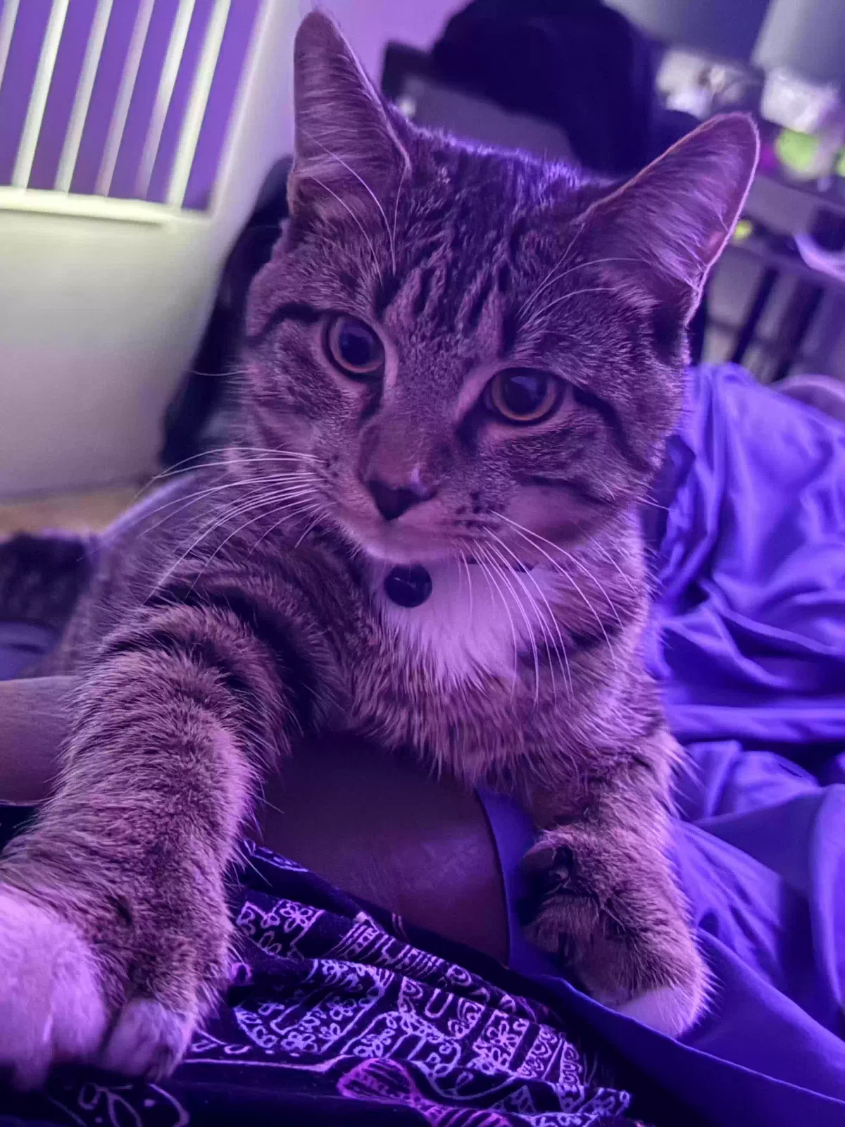 Cat, Unknown Cat for adoption in Flint, MI, 48507