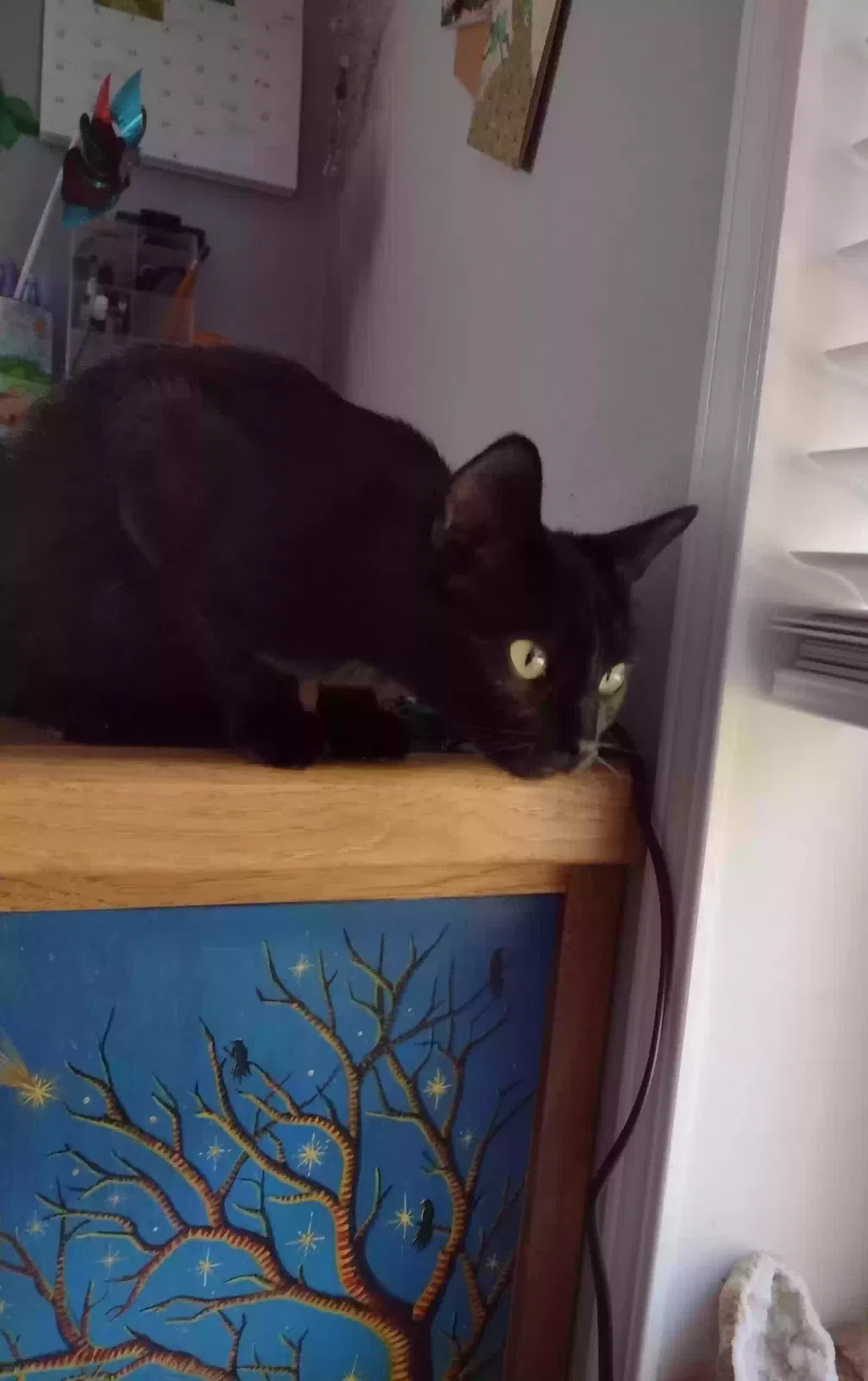 Tribbles, domestic shorthair Cat for adoption in Magalia, CA, 95954