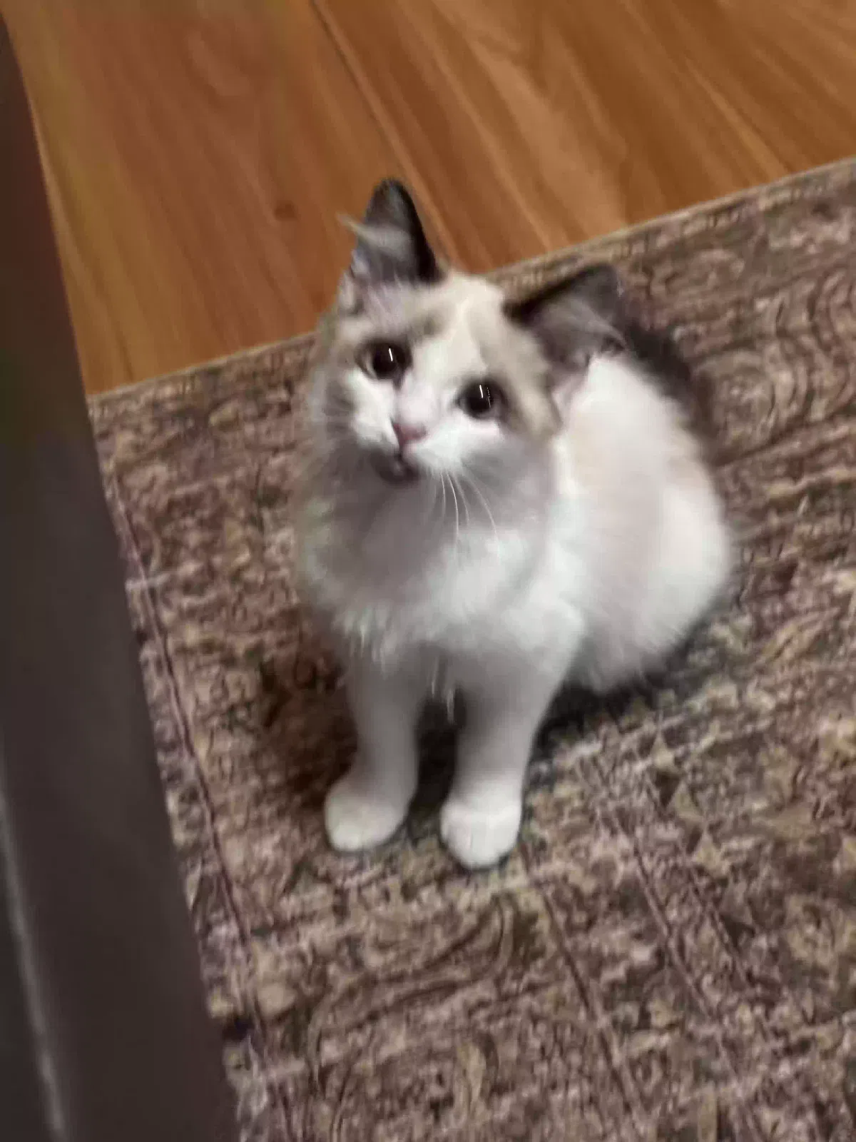 Mac, Ragdoll mix Cat for adoption in Oklahoma City, OK, 73122
