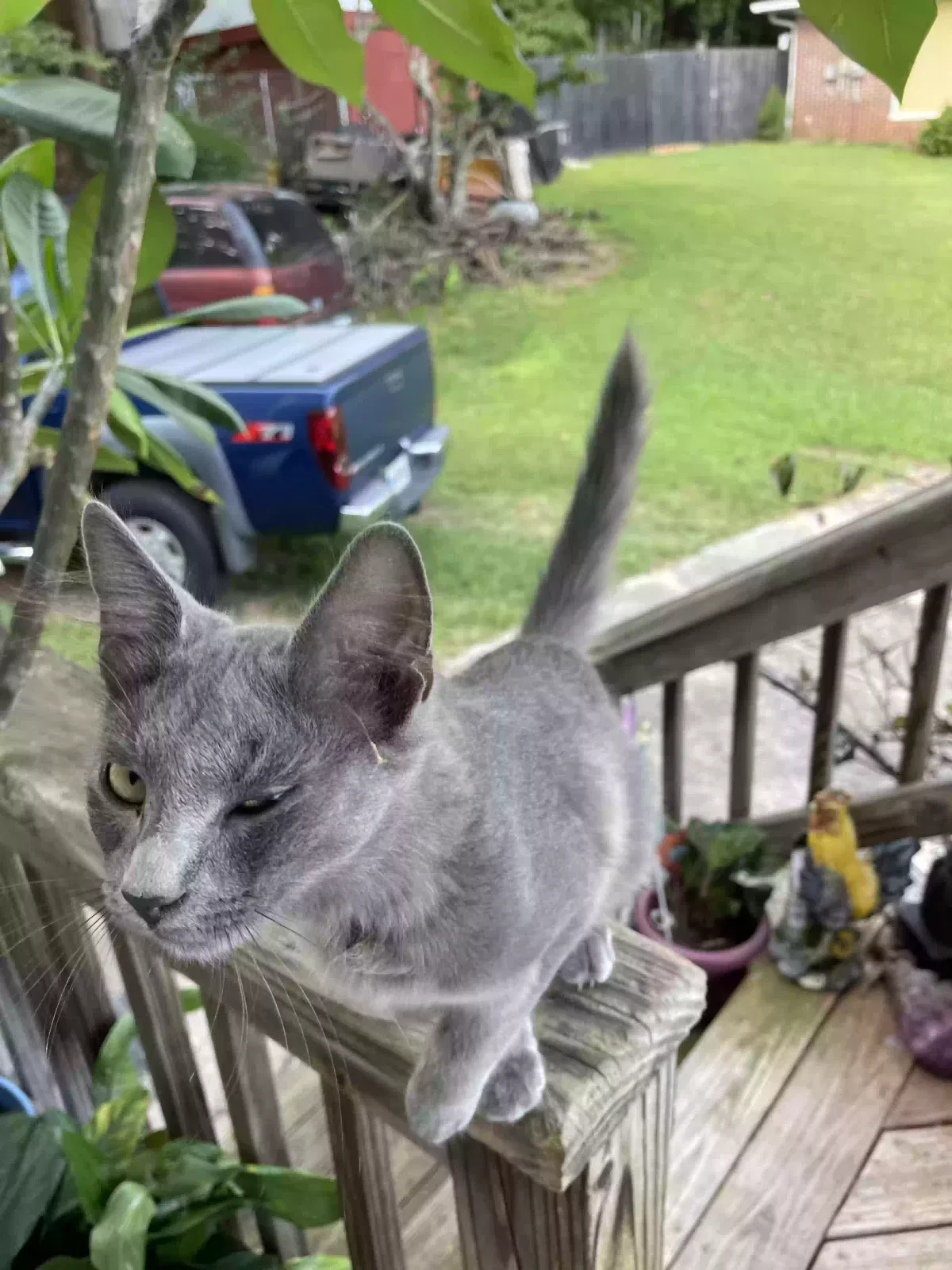 Cat, Unknown Cat for adoption in Gainesville, GA, 30501