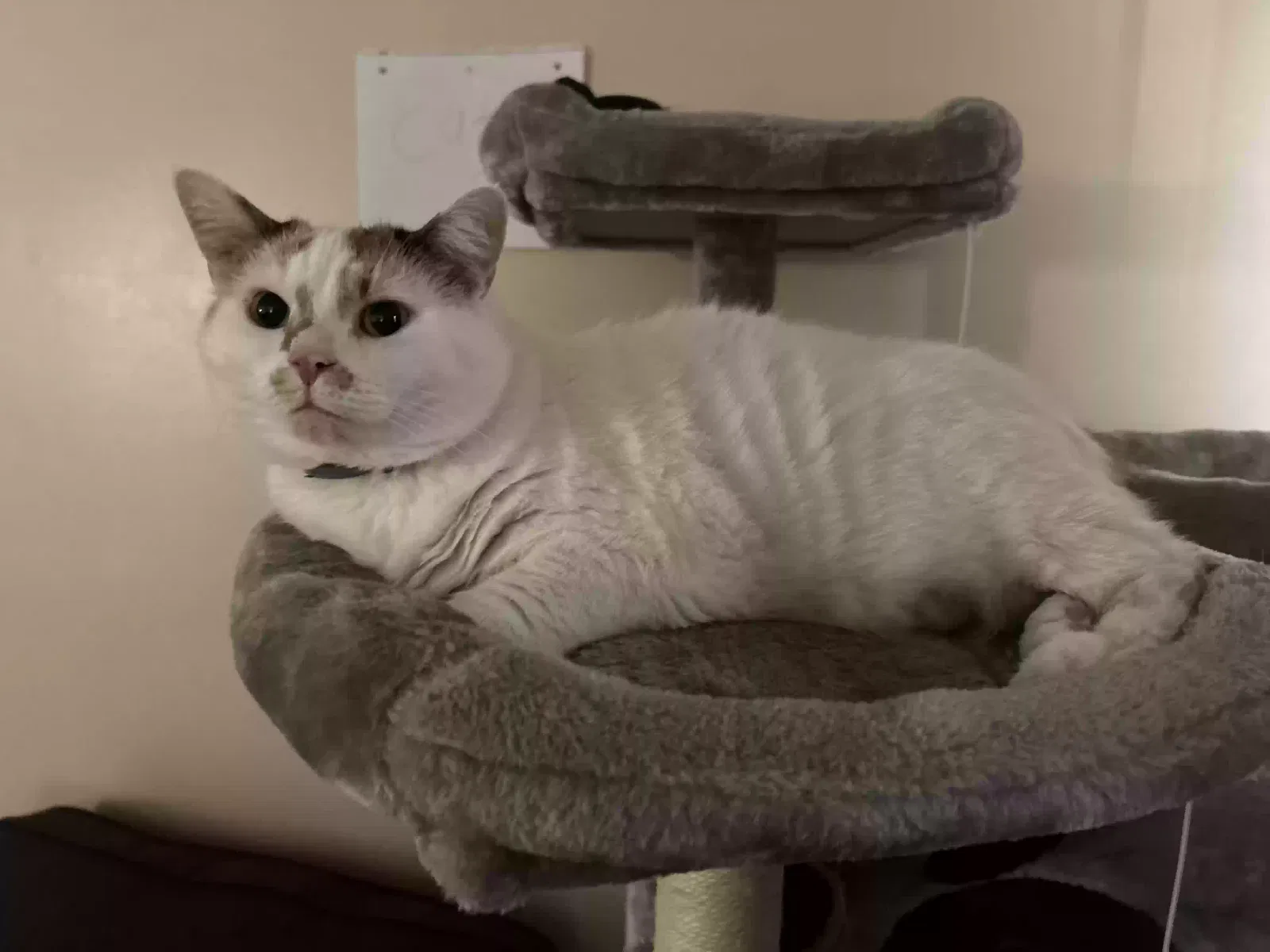 Cat, Unknown Cat for adoption in Toronto, OH, 43964