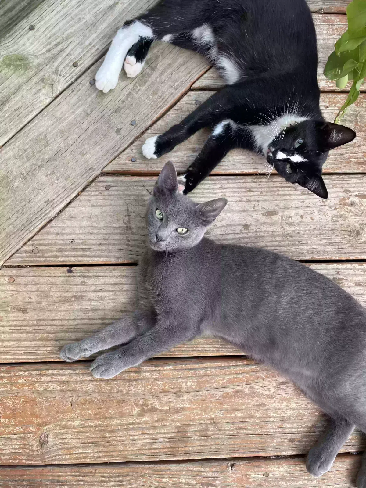 Baby Boy, Unknown Cat for adoption in Gainesville, GA, 30501