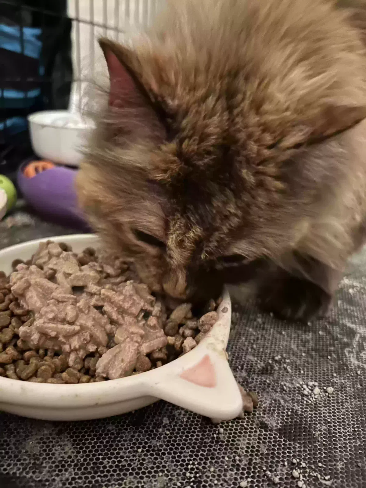 Cat, Unknown Cat for adoption in Decatur, GA, 30035
