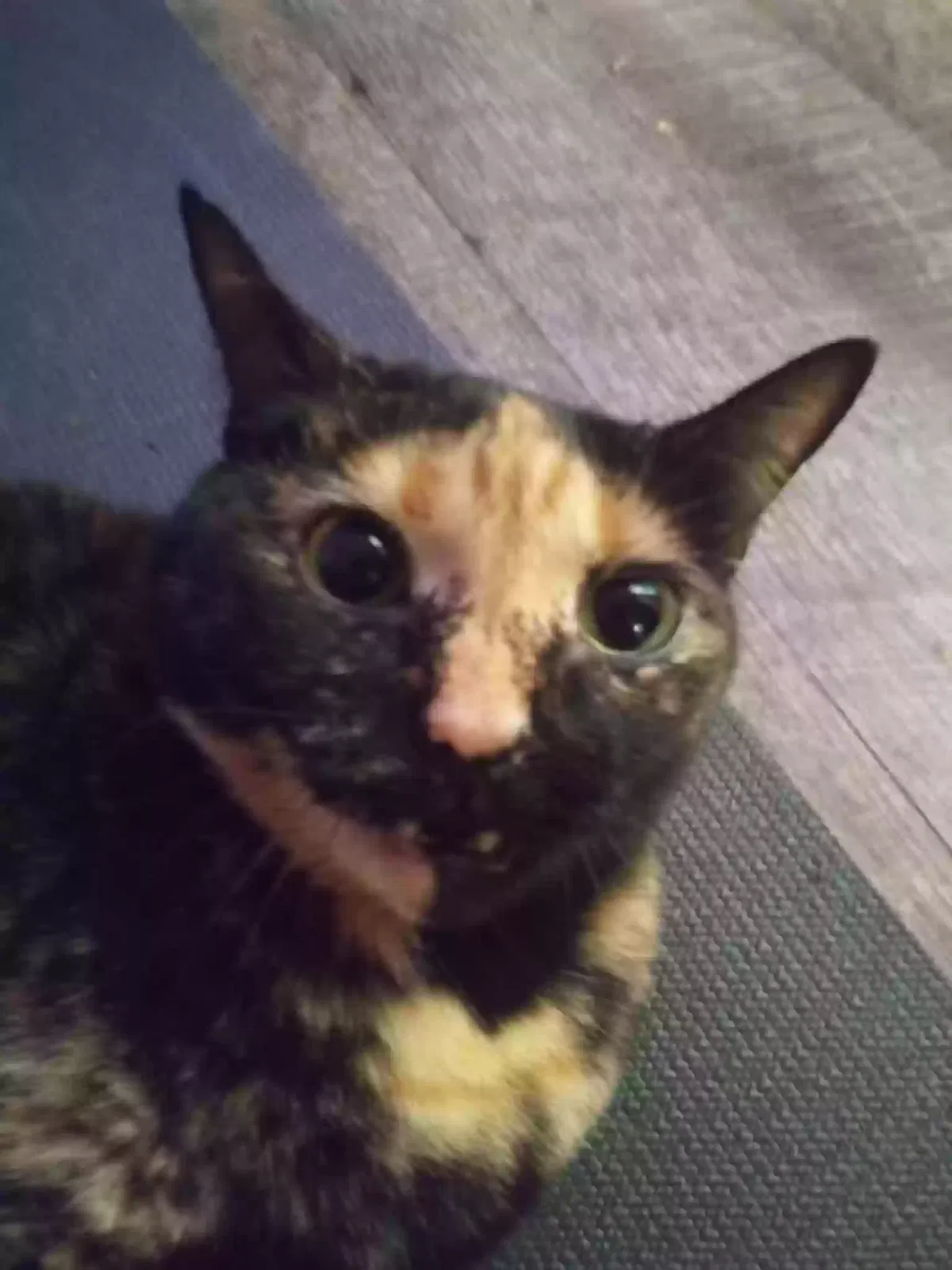 Charm, Calico Cat for adoption in Alabaster, AL, 35007