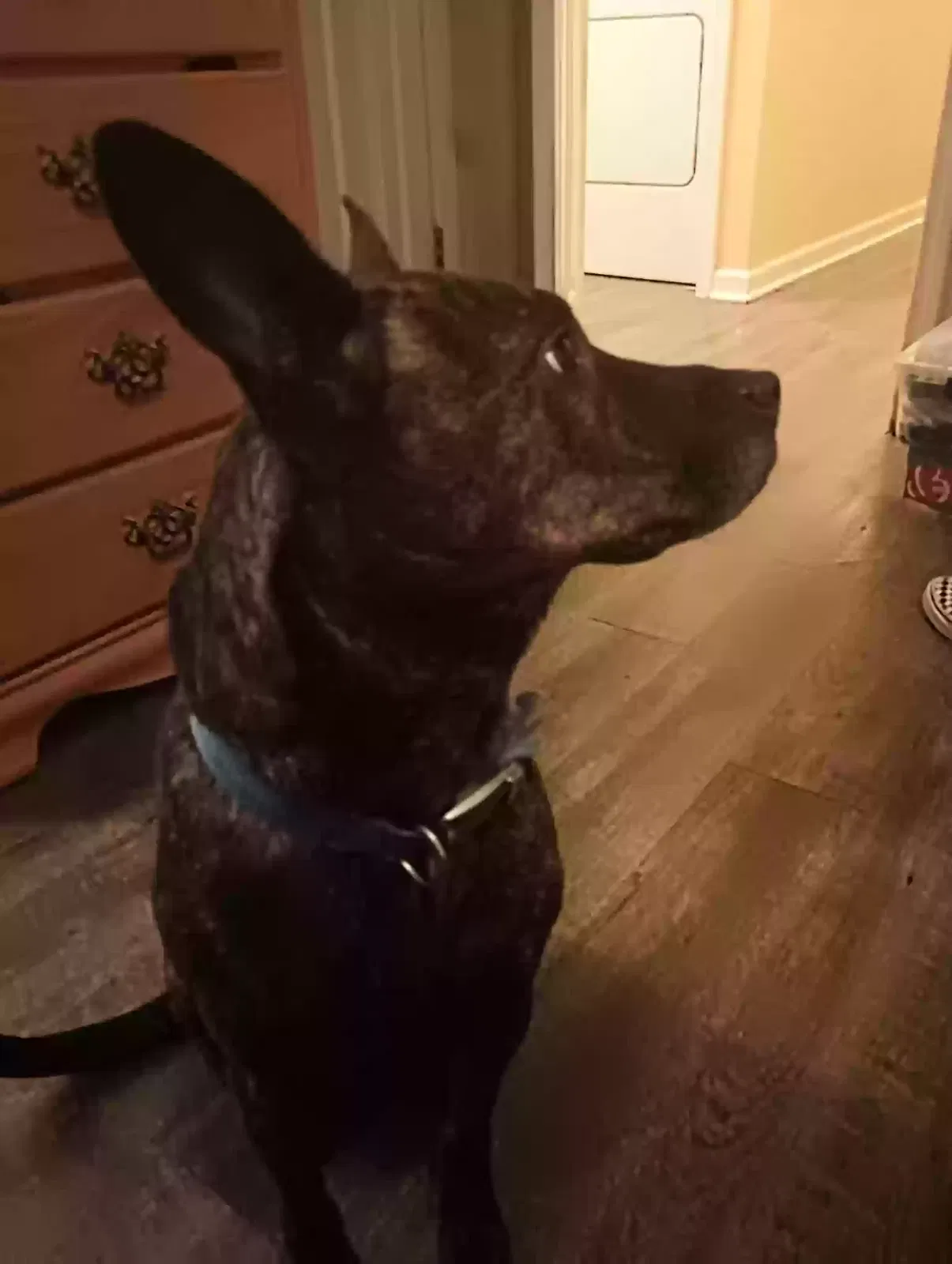 Spice, Pitbull and German shepherd Dog for adoption in Alabaster, AL, 35007