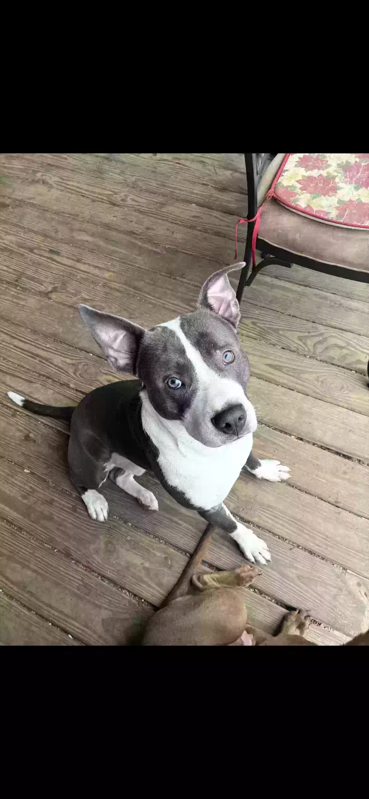 Dog, Pit Bull Dog for adoption in Birmingham, AL, 35214