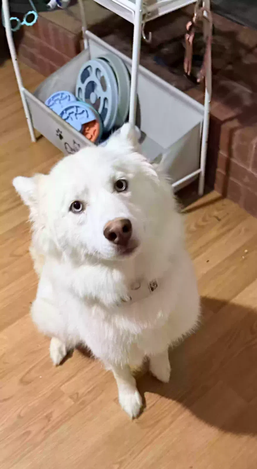Dog, Samoyed Dog for adoption in Talking Rock, GA, 30175