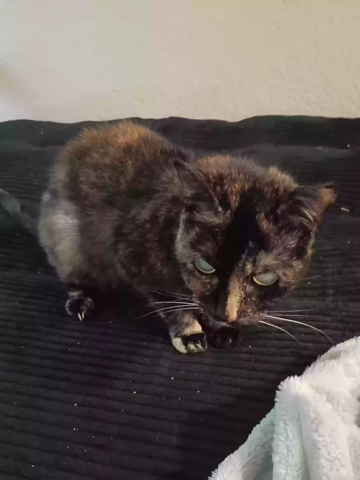 Lady, Calico Cat for adoption in Kent, WA, 98042