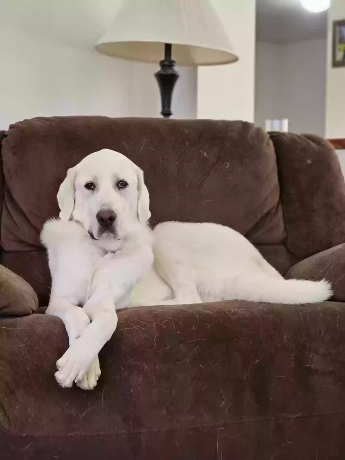 Dog, Great Pyrenees Dog for adoption in Perry, GA, 31069