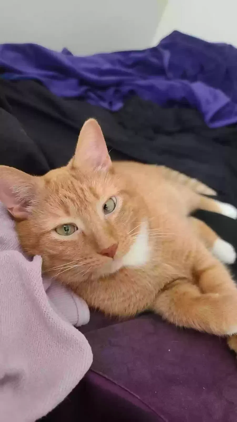 Jasper, Domestic Shorthair Cat for adoption in Lansing, MI, 48910