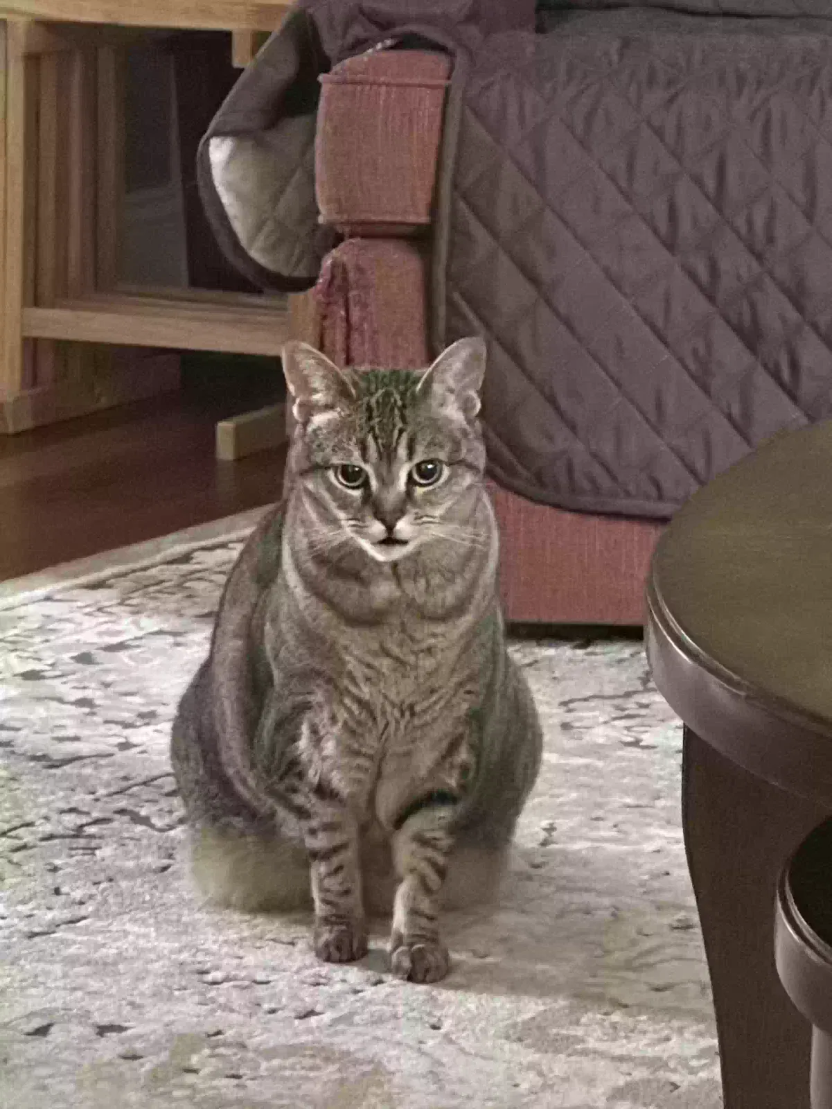 Princess, Tabby Cat for adoption in East Longmeadow, MA, 1028