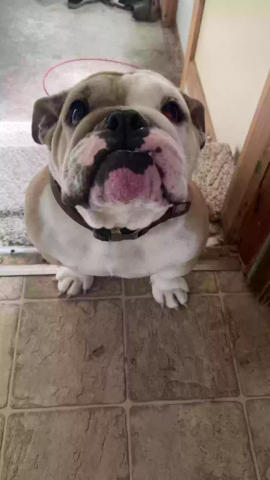 Dog, Bulldog Dog for adoption in Fairchild, WI, 54741