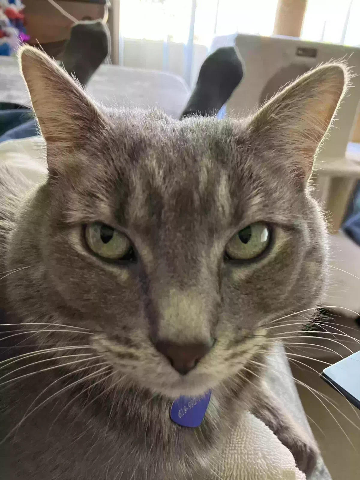 Tommy, Silver Tabby Cat for adoption in San Diego, CA, 92115