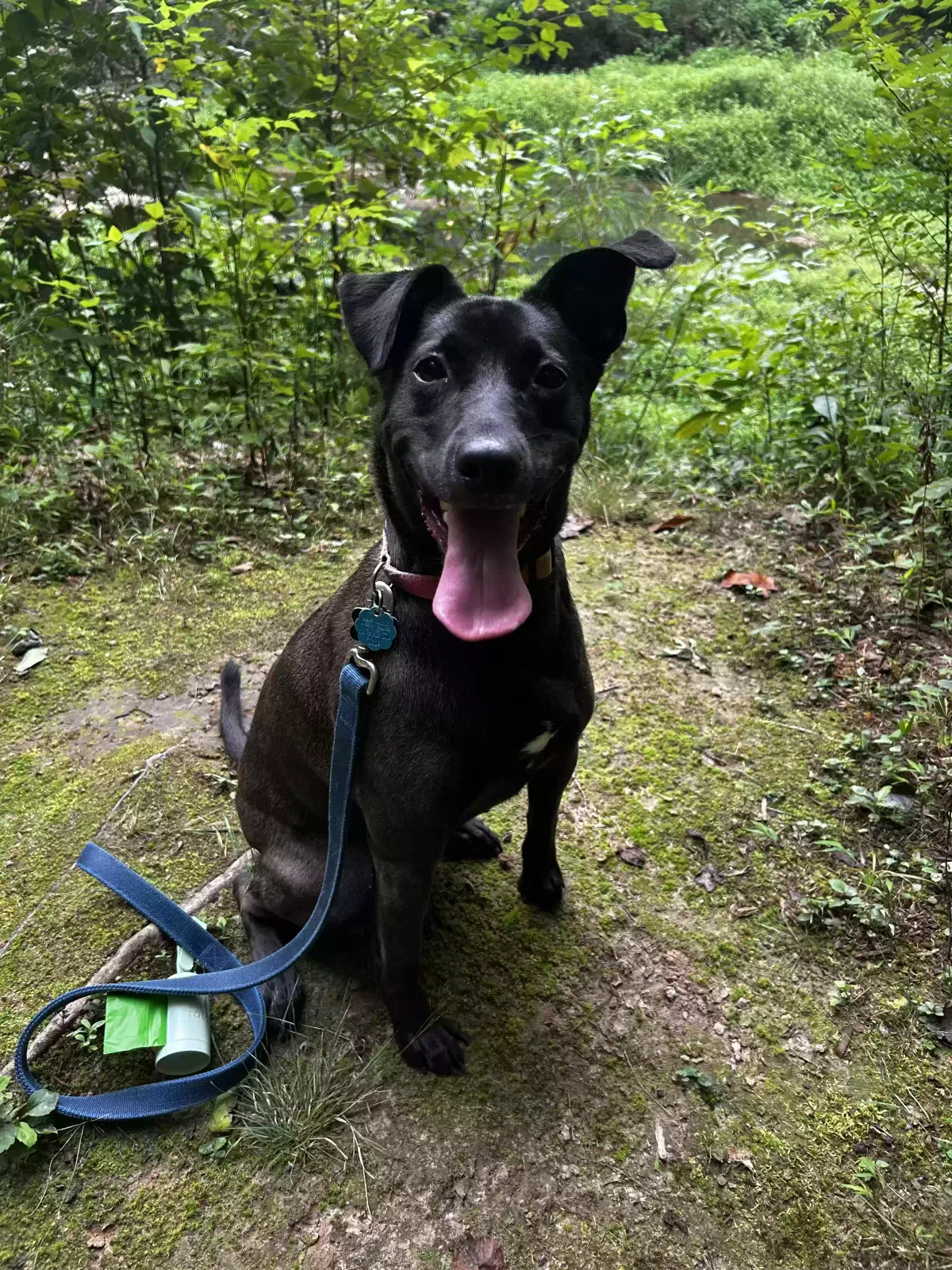 Seppia, Mixed Dog for adoption in Cary, NC, 27513