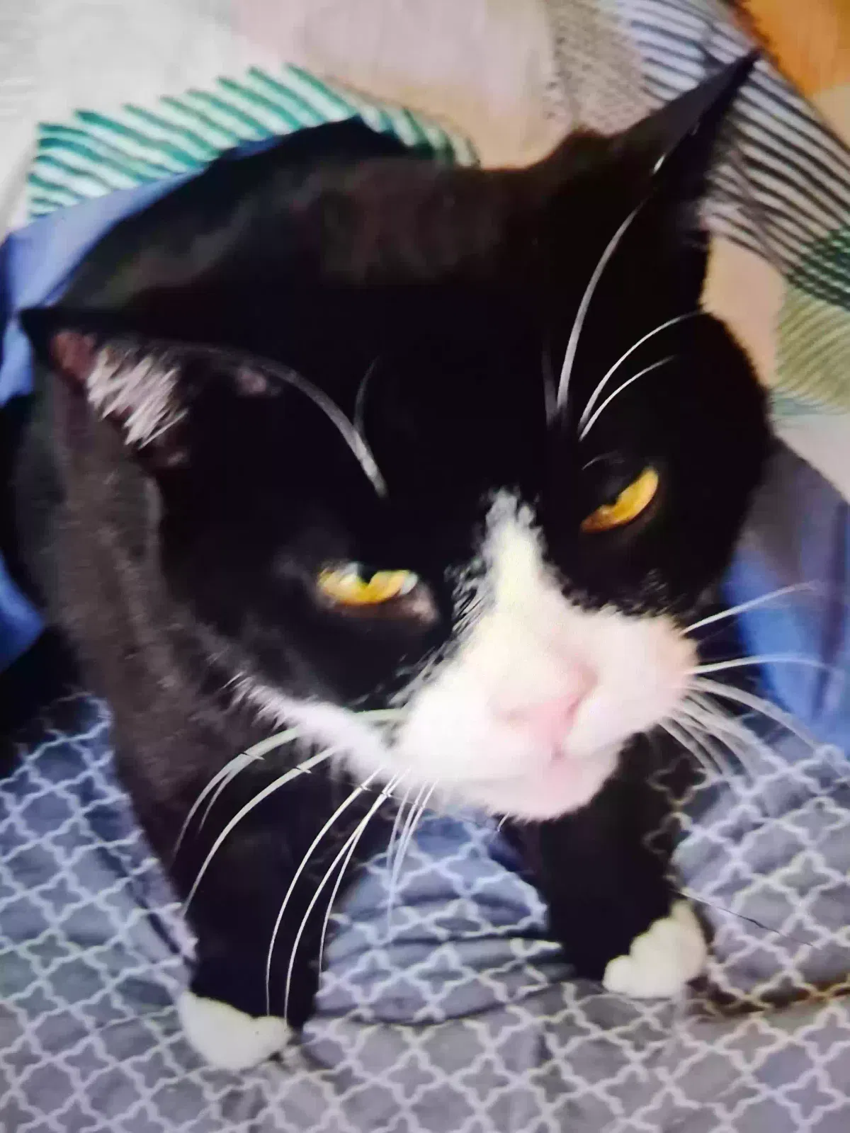 Cat, Unknown Cat for adoption in Hamilton, OH, 45011