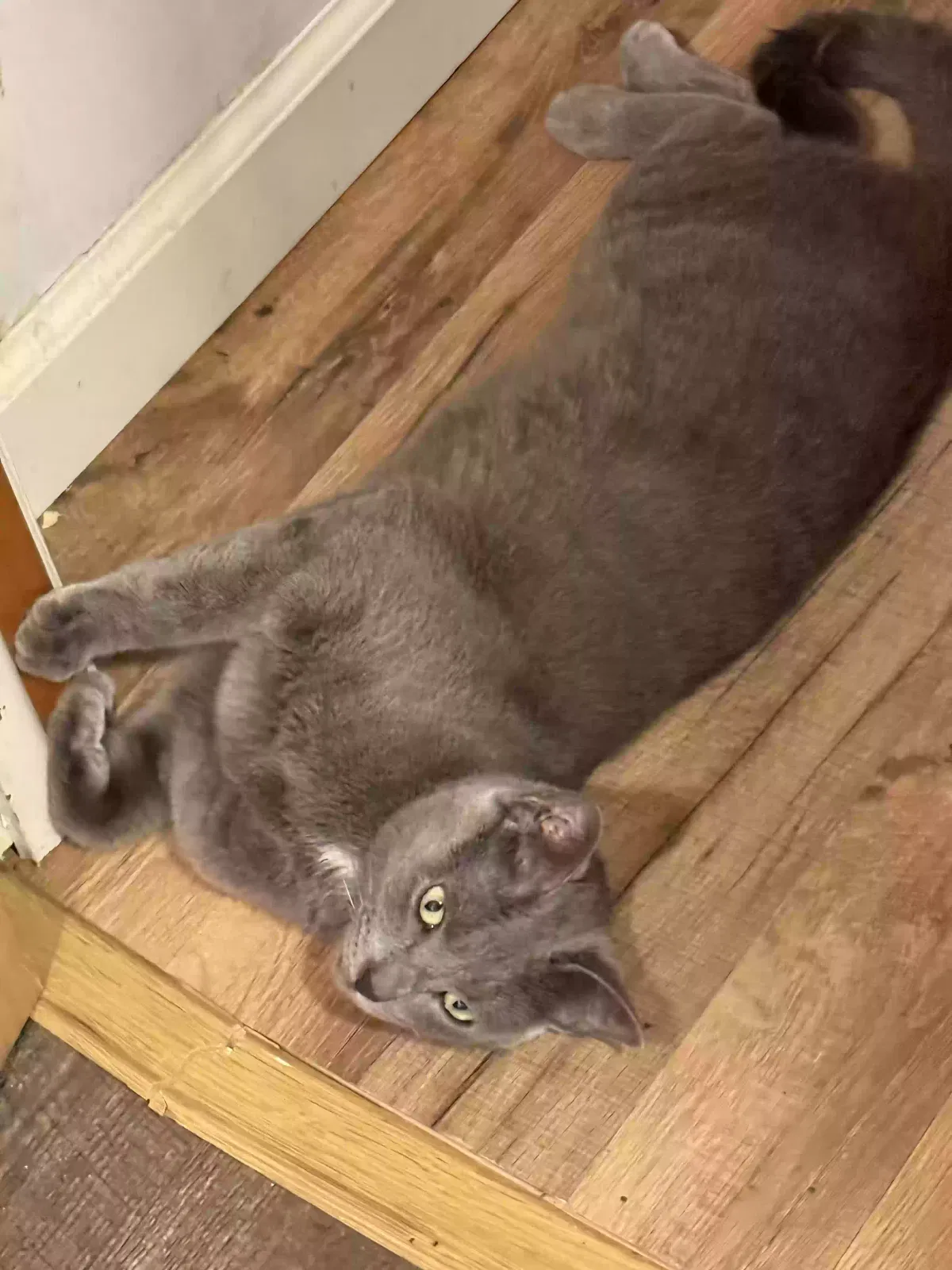Cuddles, Unknown Cat for adoption in Galesburg, MI, 49053