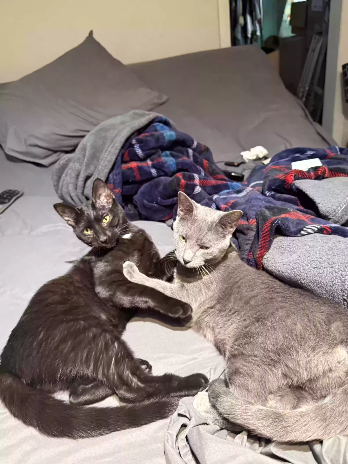Cuddles and Nah Nah, Unknown Cat for adoption in Galesburg, MI, 49053