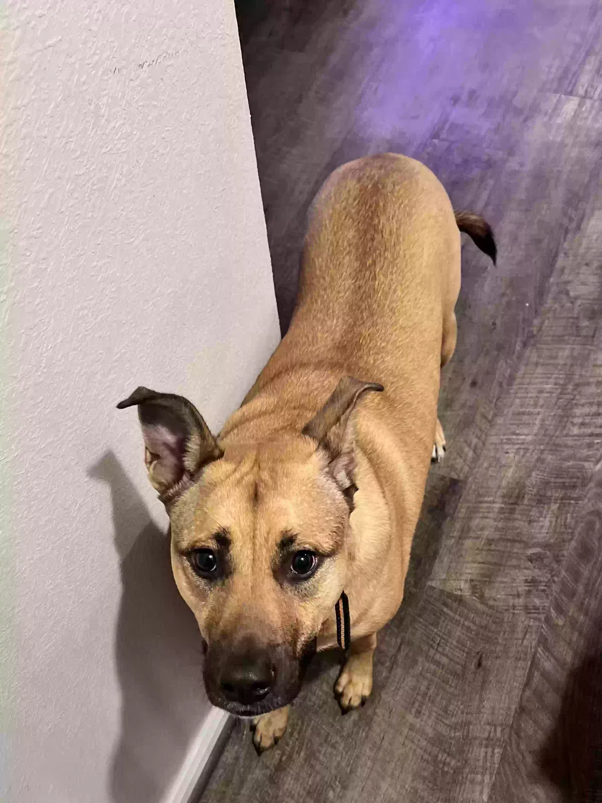 Dog, Belgian Malinois Dog for adoption in Baytown, TX, 77523