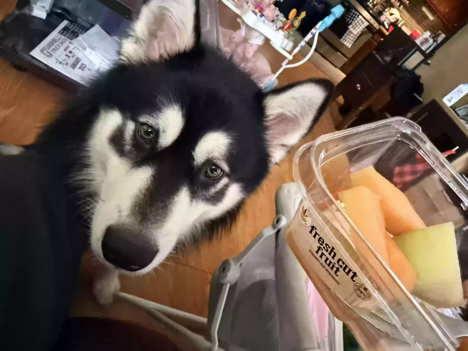 Panda, Alaskan malamute Dog for adoption in New Britain, CT, 6053
