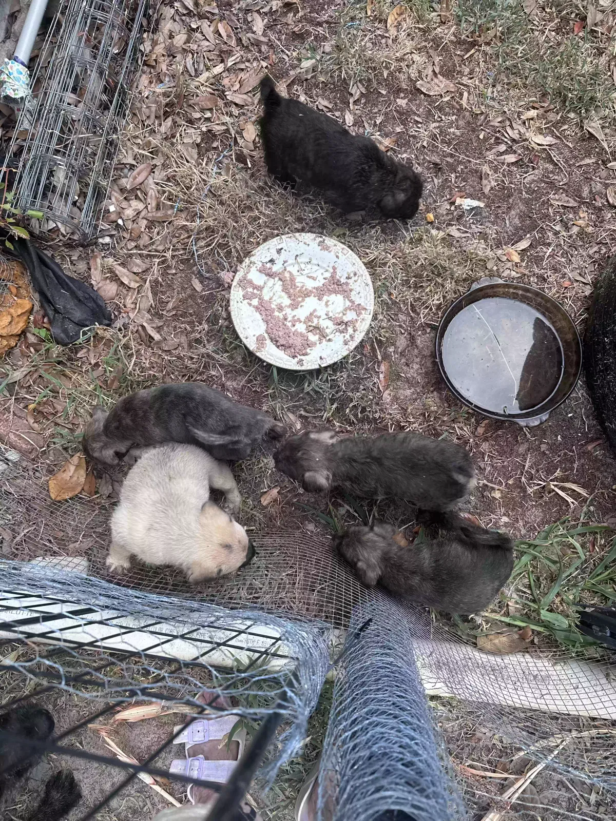 5 puppies, Unknown Dog for adoption in Lindale, TX, 75771