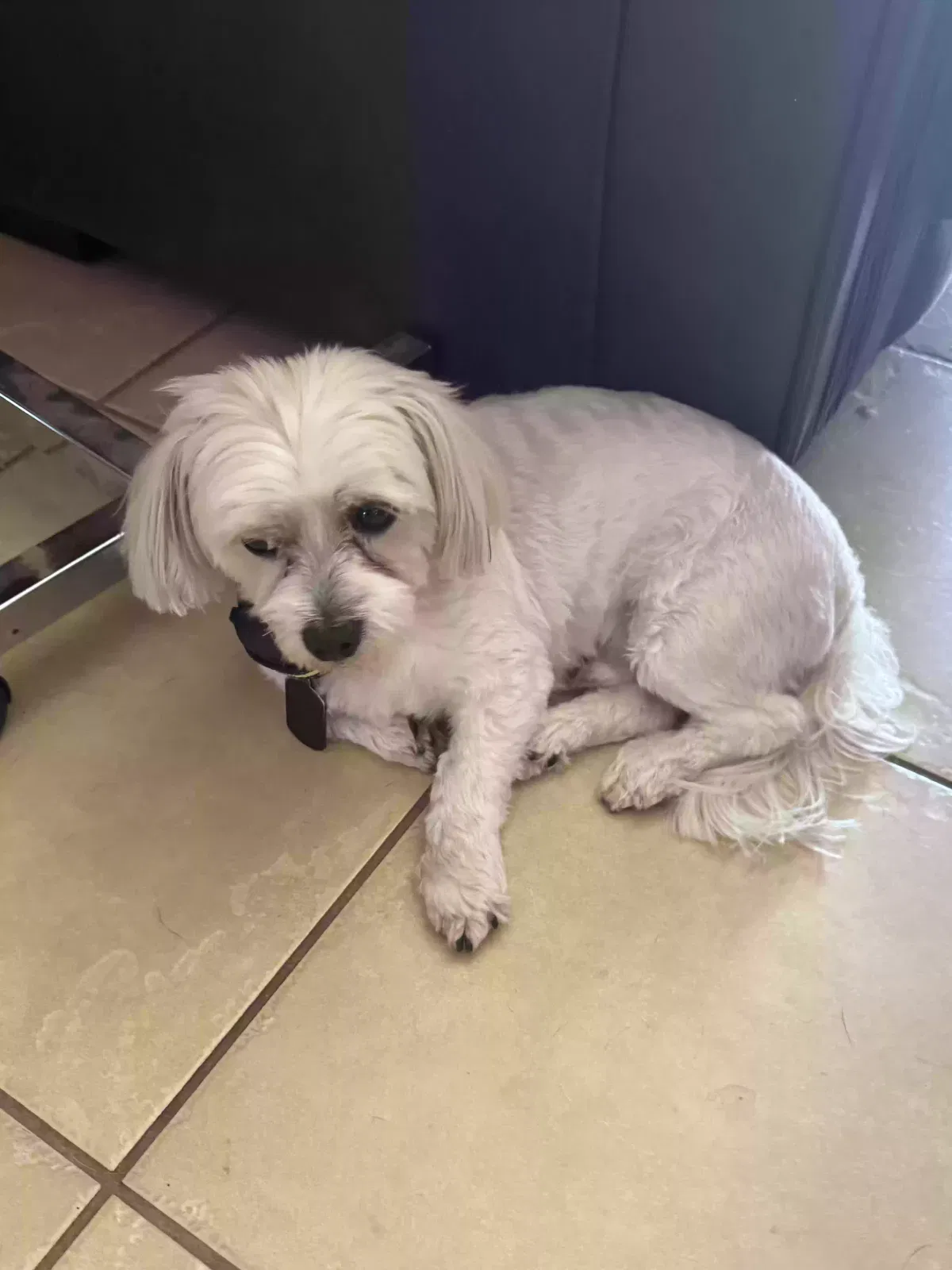 Charlie, Malti Dog for adoption in Seabrook, TX, 77586