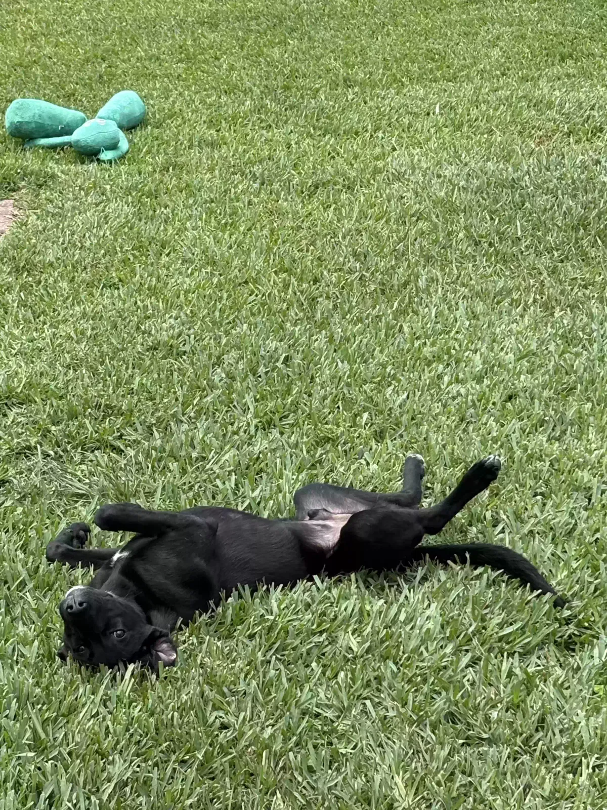 Shough, Black lab Dog for adoption in New Orleans, LA, 70123
