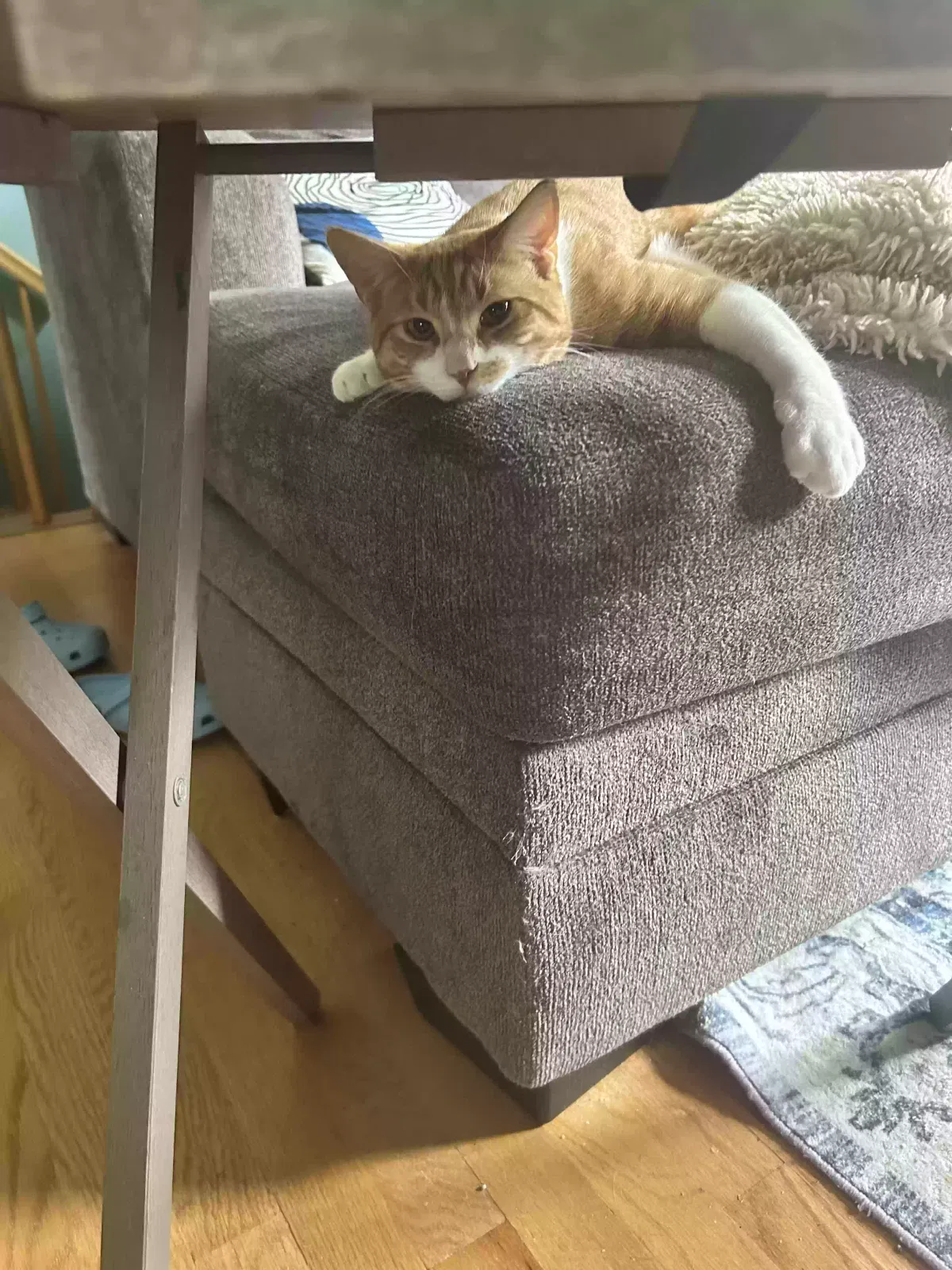 Cat, Tabby Cat for adoption in Bristol, CT, 6010
