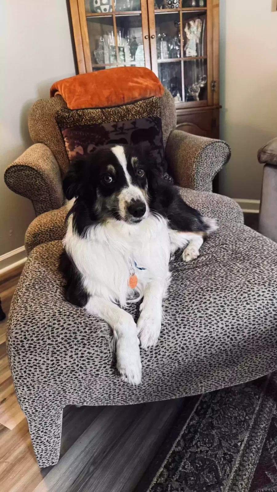 Lucy, Australian Shepherd Dog for adoption in Lexington, KY, 40514