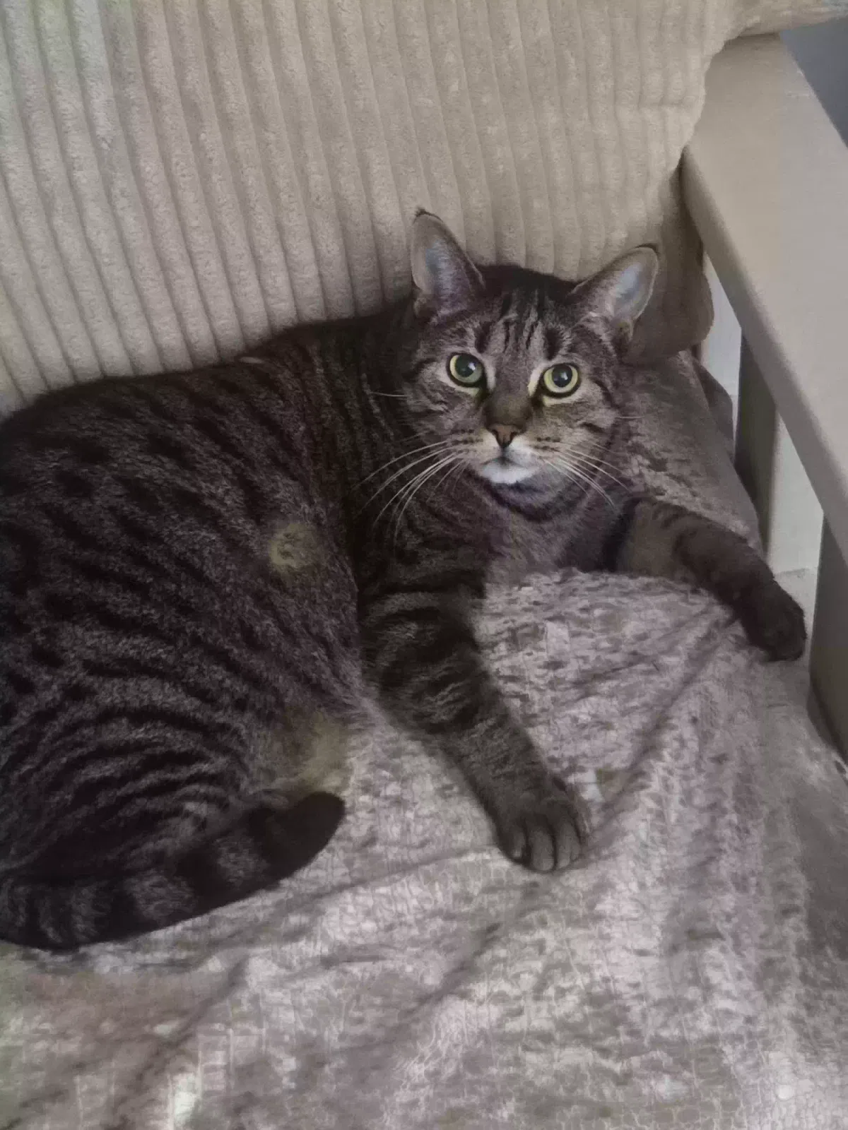 Cat, Unknown Cat for adoption in Fresh Meadows, NY, 11365