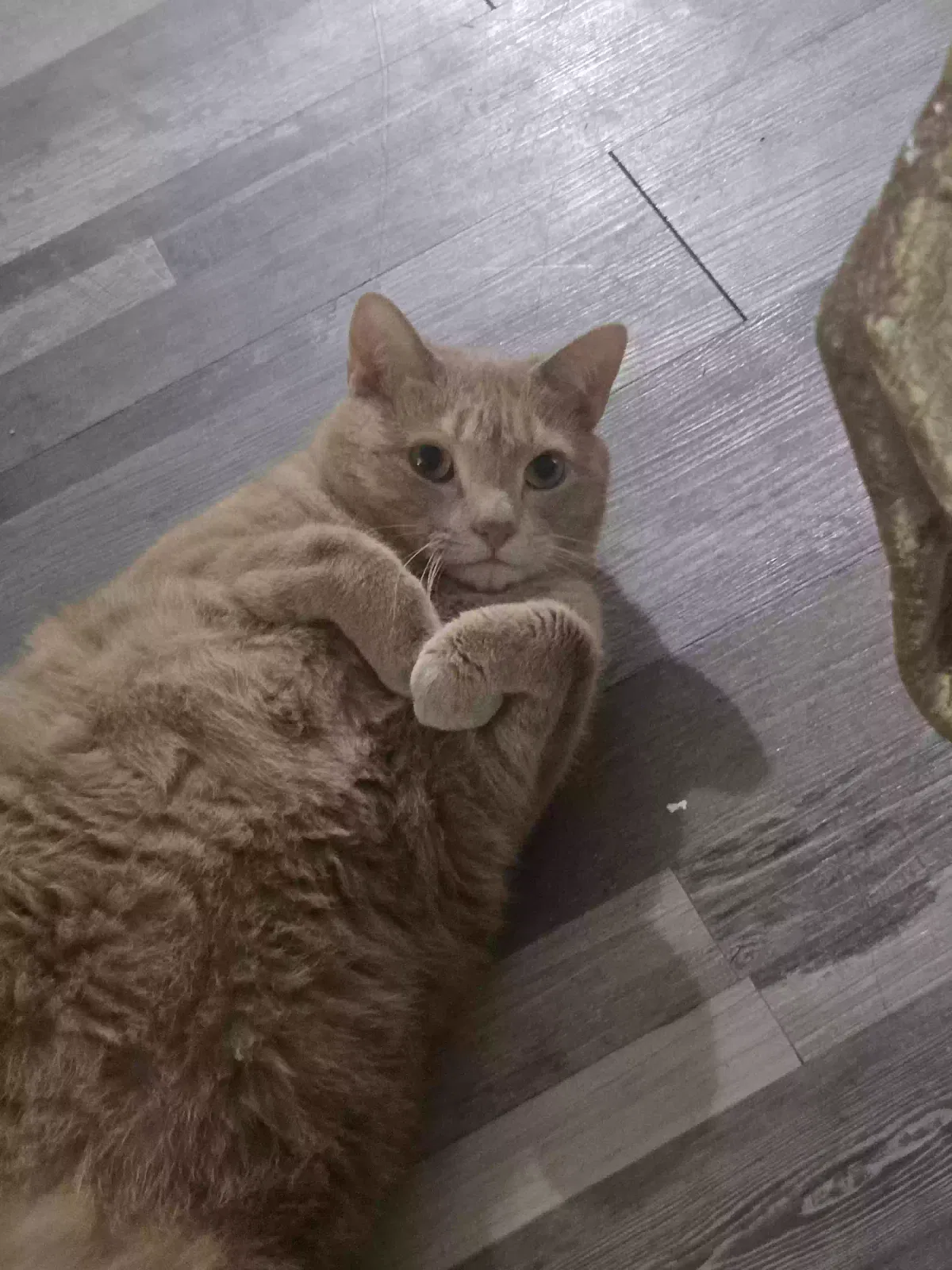 Giro, Ok very good thank you, I may take some white boxes I need them if we have any in truck or those out Cat for adoption in Fresh Meadows, NY, 11365