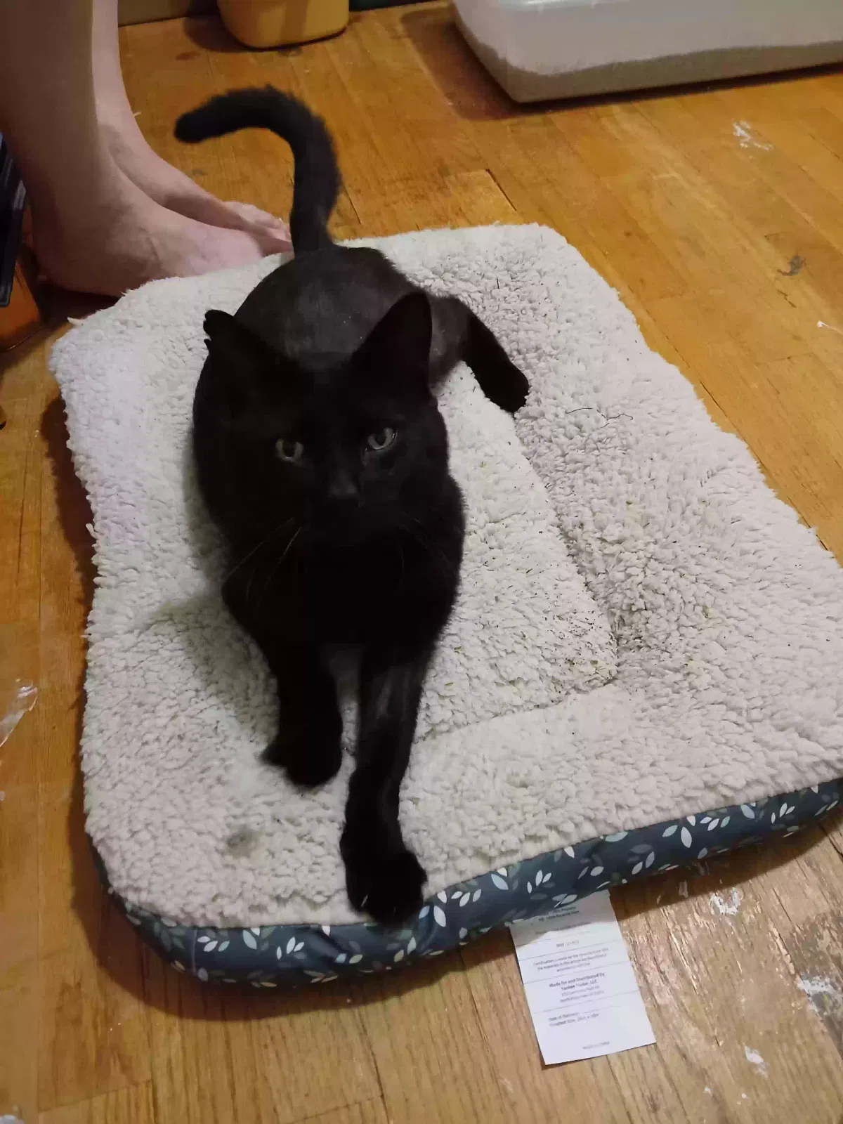 Cat, Unknown Cat for adoption in Waterbury, CT, 6706