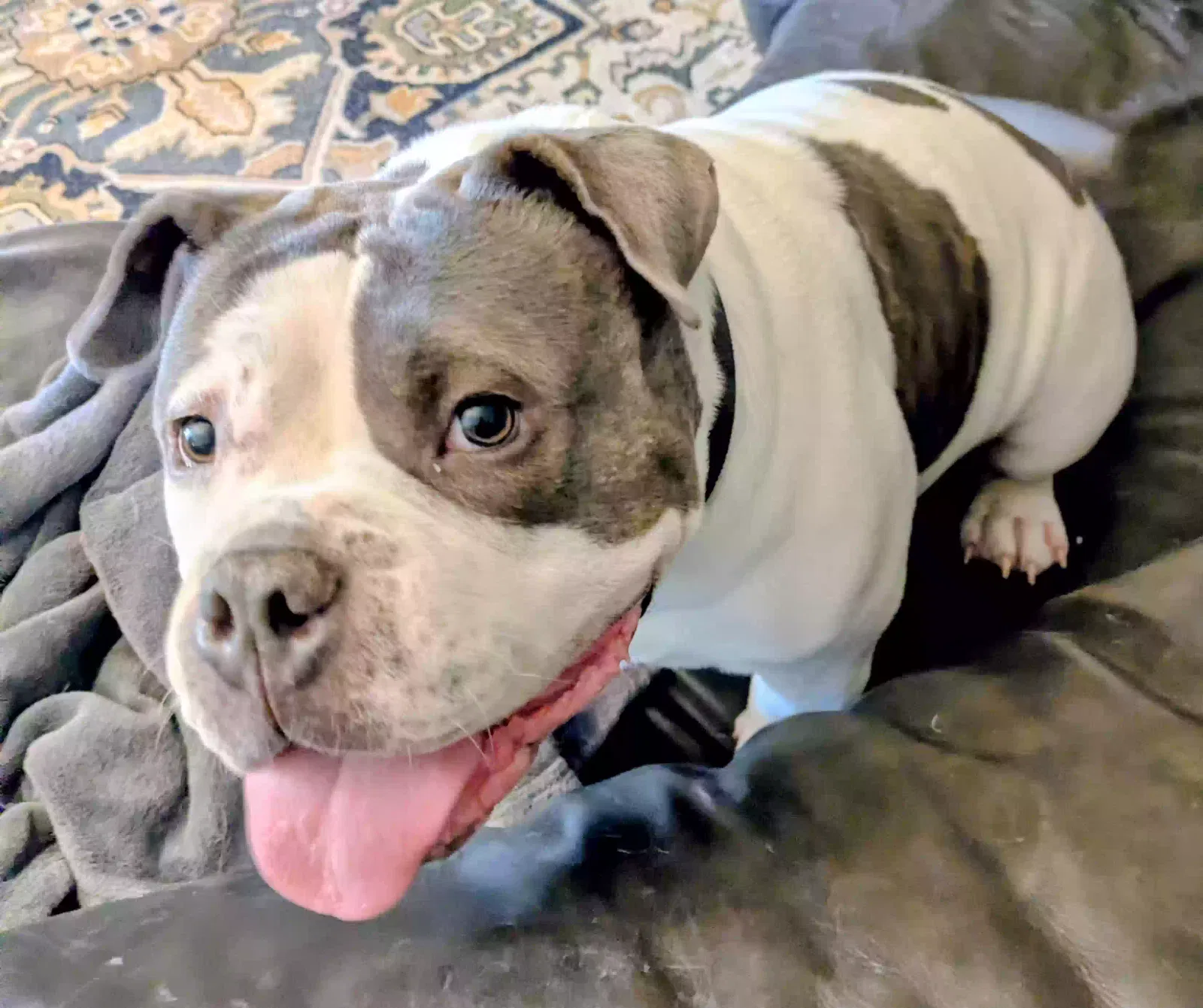 Buddy, American bully Dog for adoption in Spring, TX, 77373