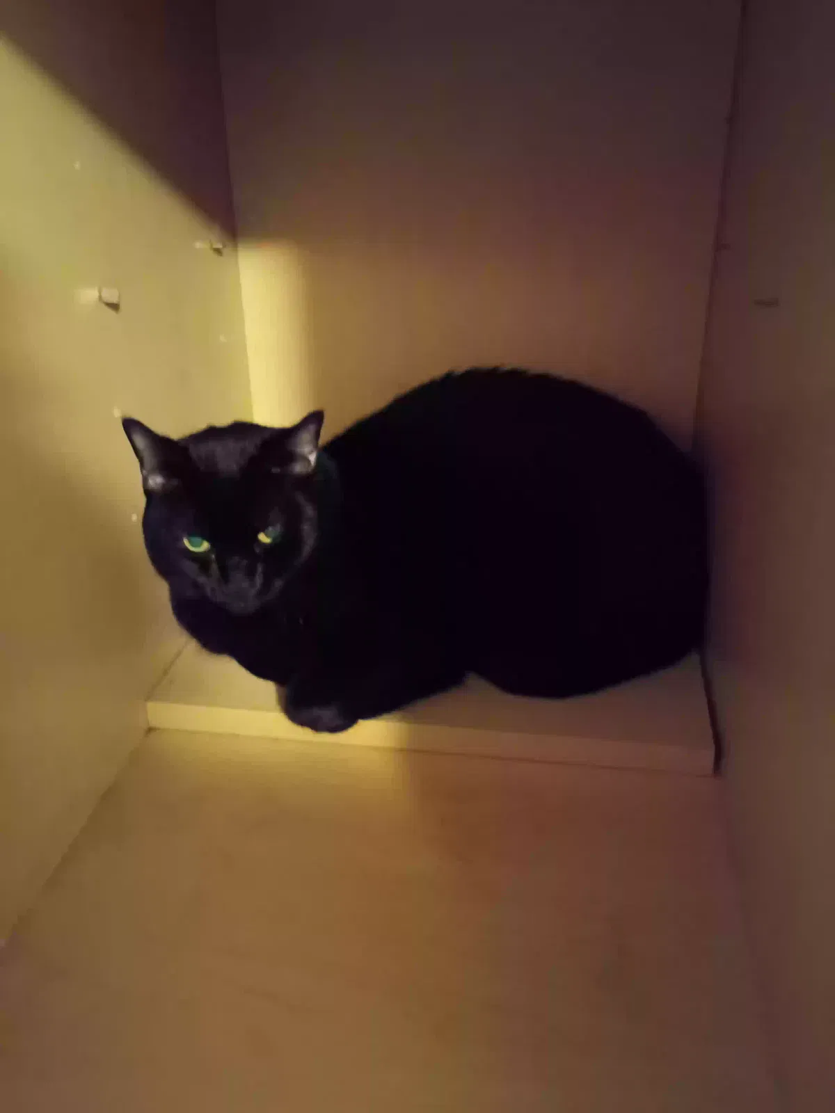 Cat, Shorthair Cat for adoption in Mesa, AZ, 85214