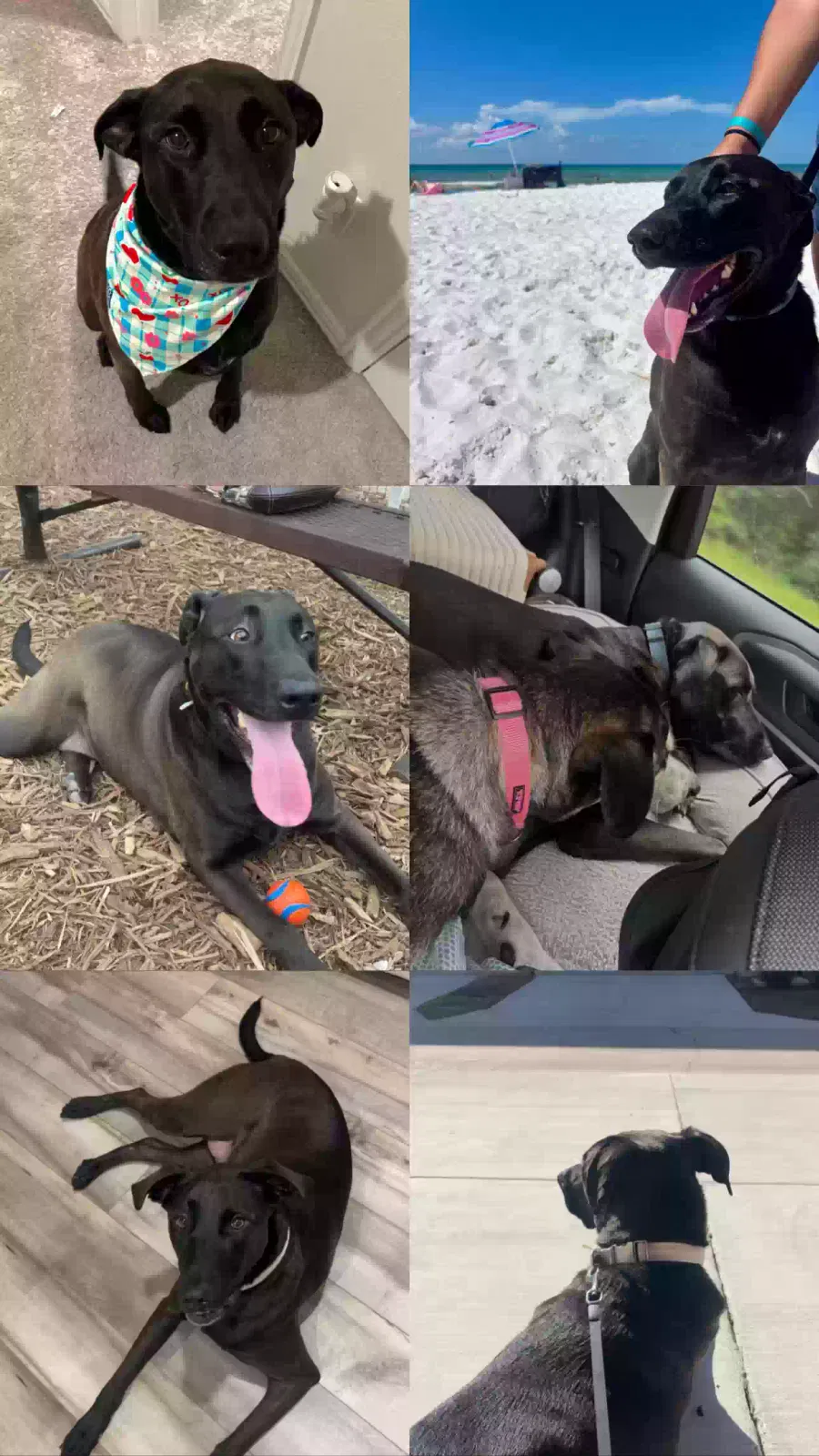 Willow, Chocolate Labrador Dog for adoption in Mckinney, TX, 75071