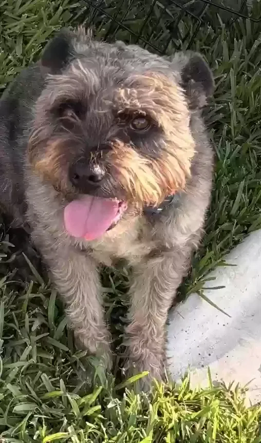 Dog, Miniature Schnauzer mix Dog for adoption in Rosharon, TX, 77583