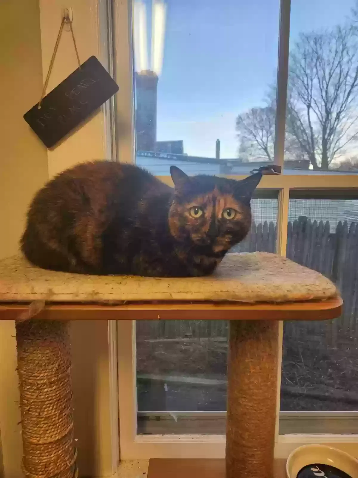 Pearl, Unknown Cat for adoption in Fitchburg, MA, 1420