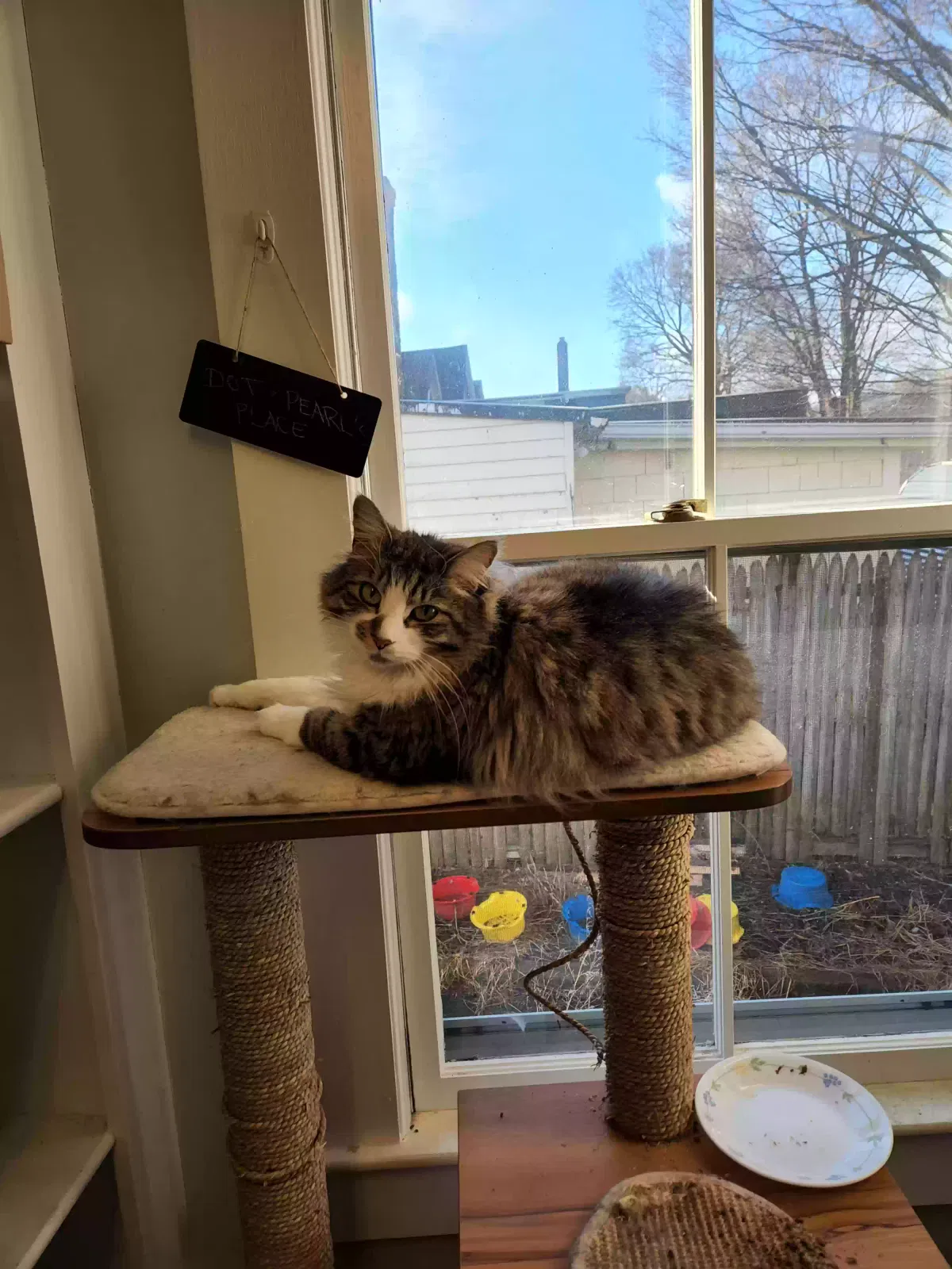 Cat, Unknown Cat for adoption in Fitchburg, MA, 1420