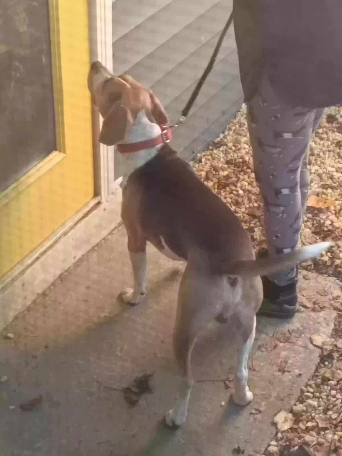 Ollie, Unknown Dog for adoption in Hartfield, VA, 23071